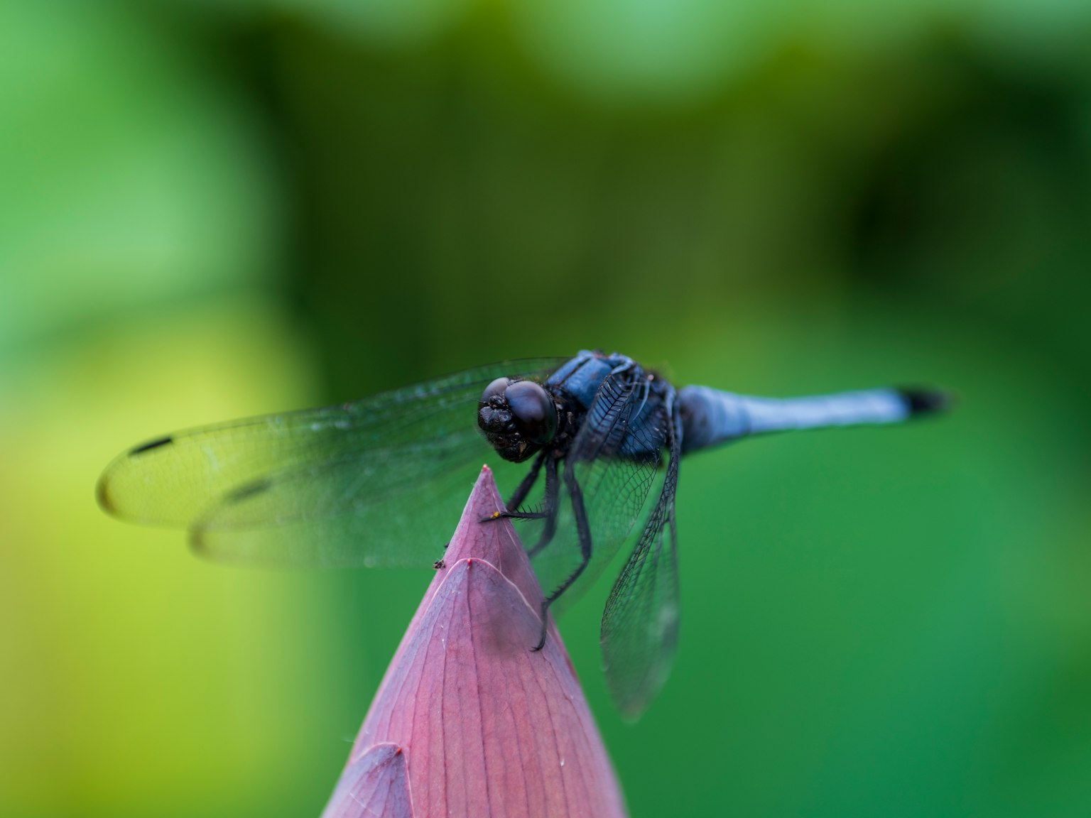 Une libellule bleue perchée sur le bout d'une feuille rose dans un cadre naturel