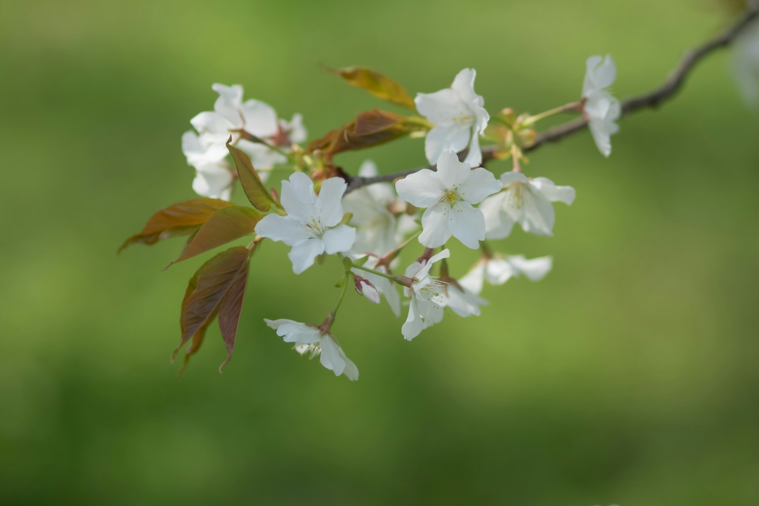 Branche avec des fleurs de cerisier blanches et des feuilles vertes