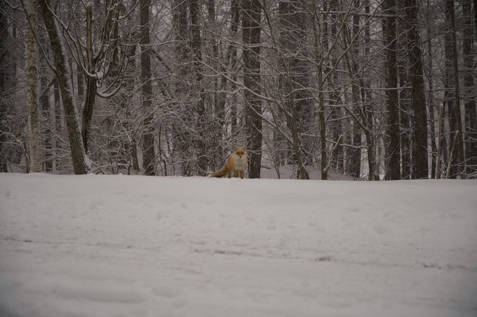 Un cane marrone in una foresta innevata con alberi sullo sfondo