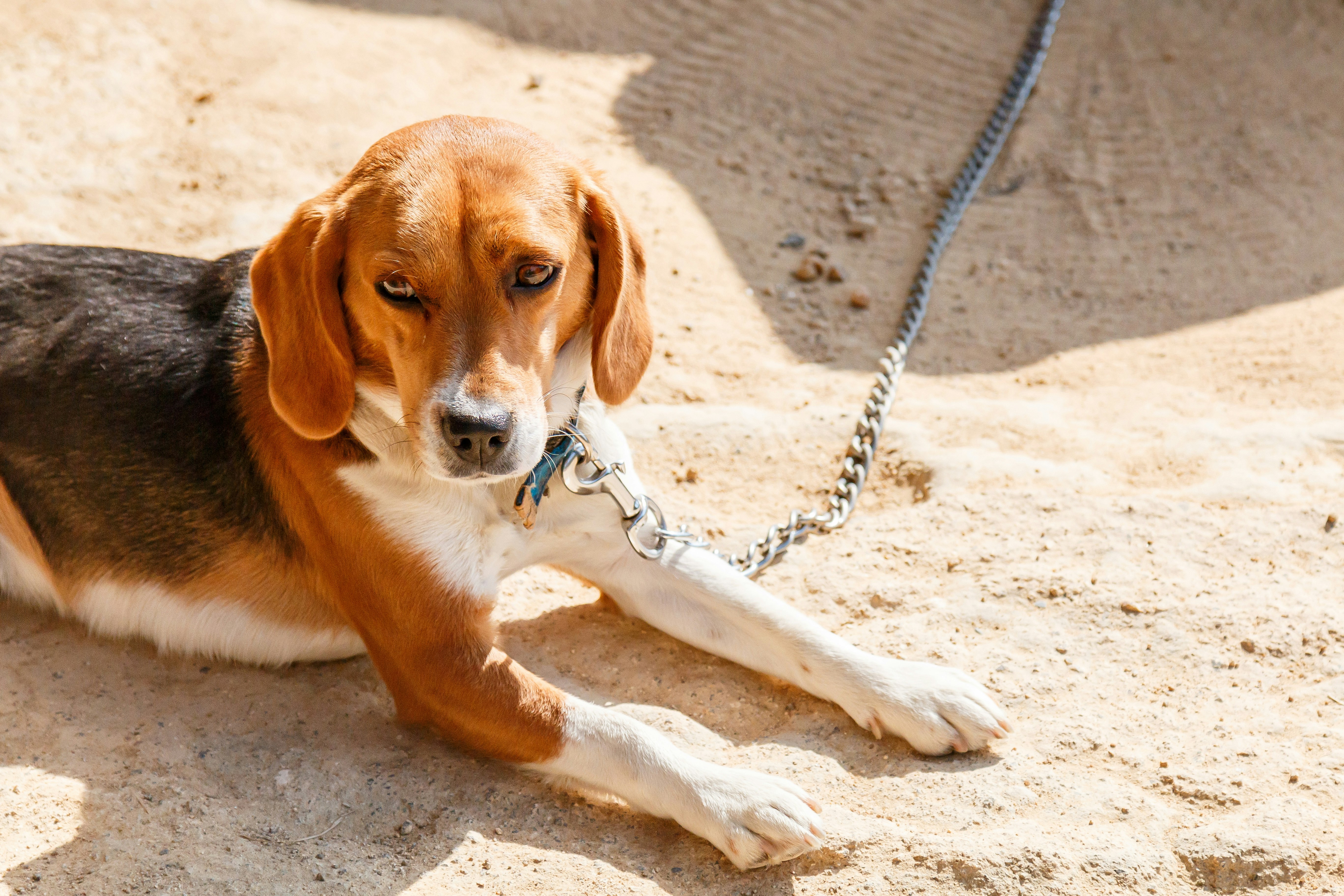 犬のビーグルが地面の上で横になっている