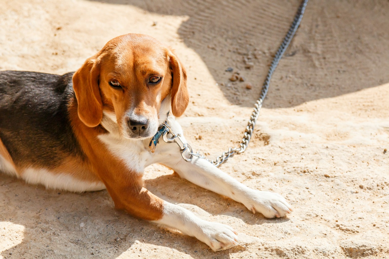 A brown and black Beagle dog lying on the sand
