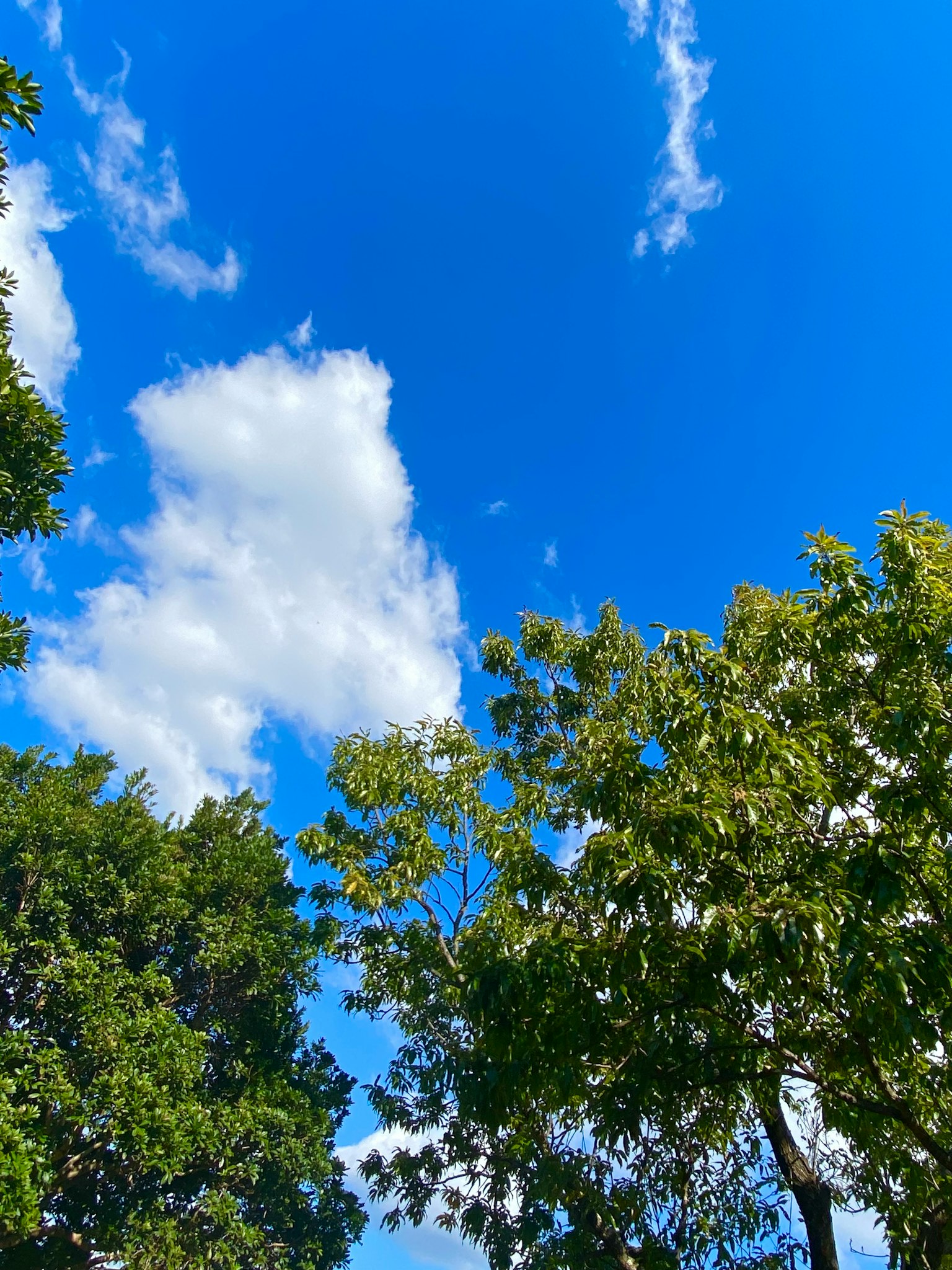 Heller blauer Himmel mit weißen Wolken umgeben von grünen Bäumen