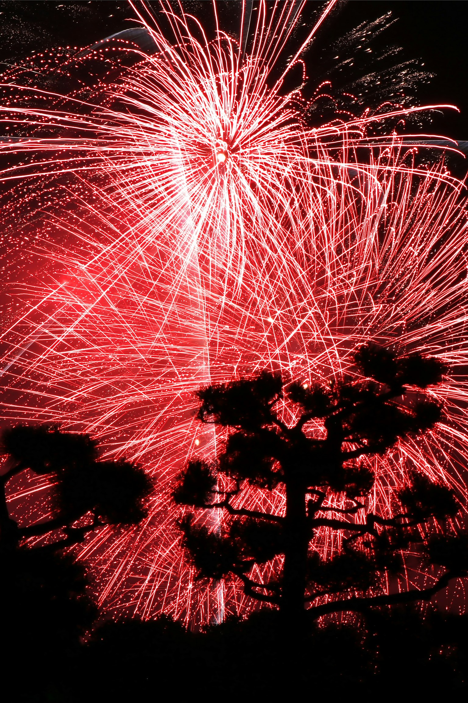 Red fireworks exploding in the night sky with silhouetted trees