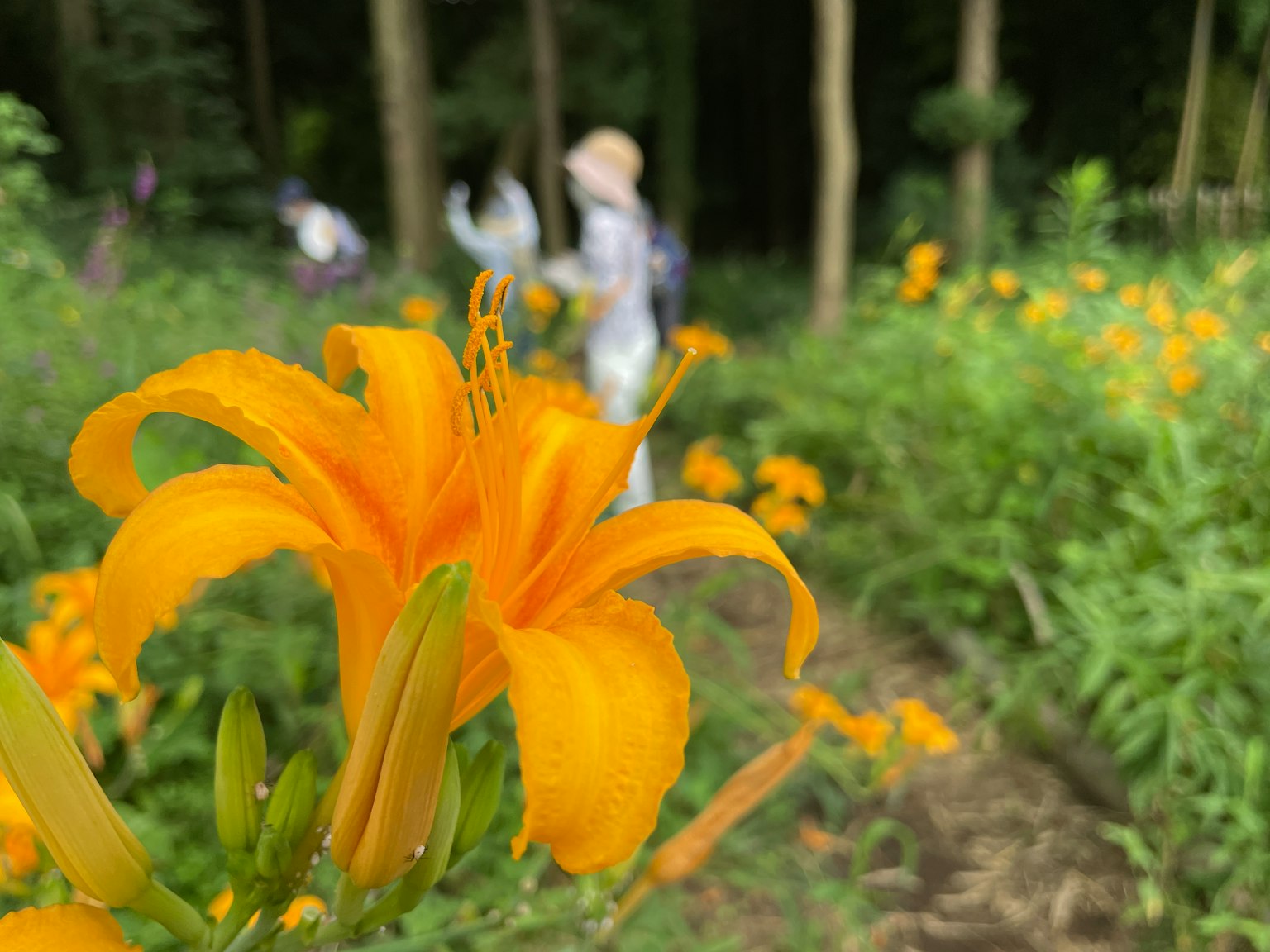 Primo piano di fiori arancioni vivaci in un giardino con persone sullo sfondo