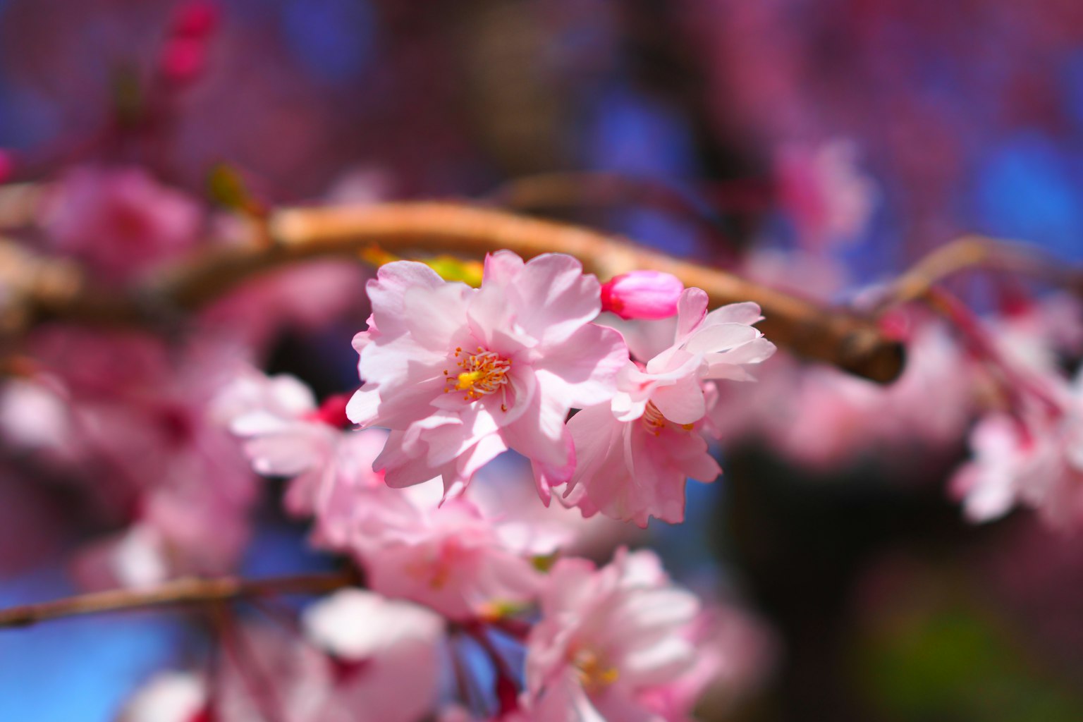 가지에 있는 벚꽃의 클로즈업 선명한 분홍색 꽃잎과 파란 하늘 배경