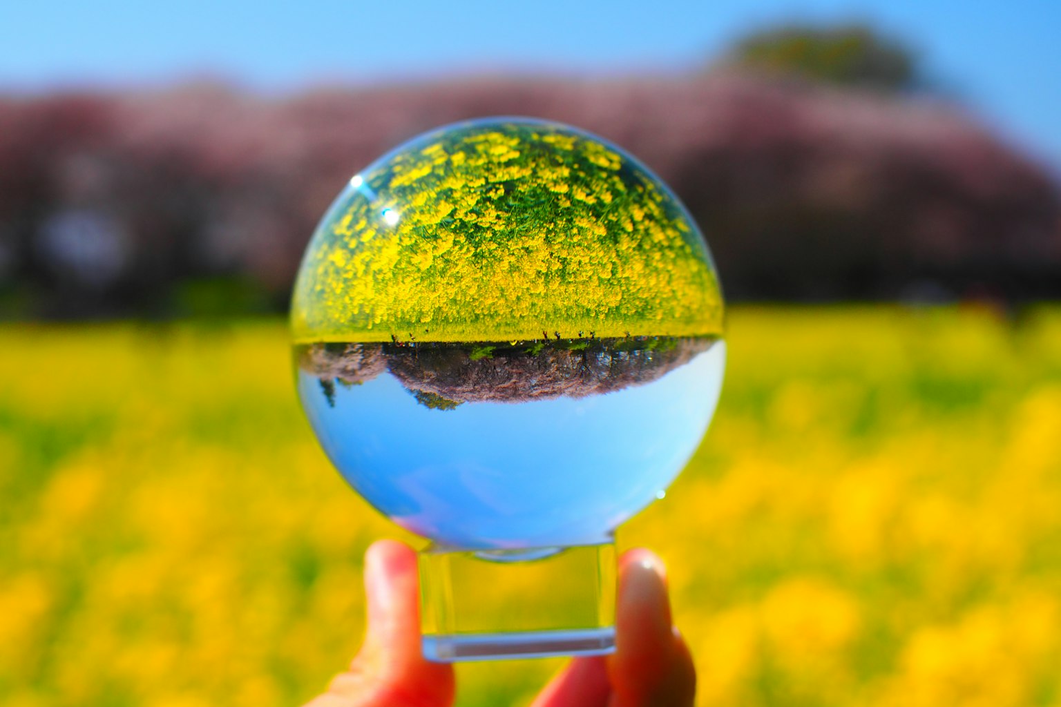 Bola de cristal reflejando un campo de flores amarillas y un cielo azul sostenida en la mano