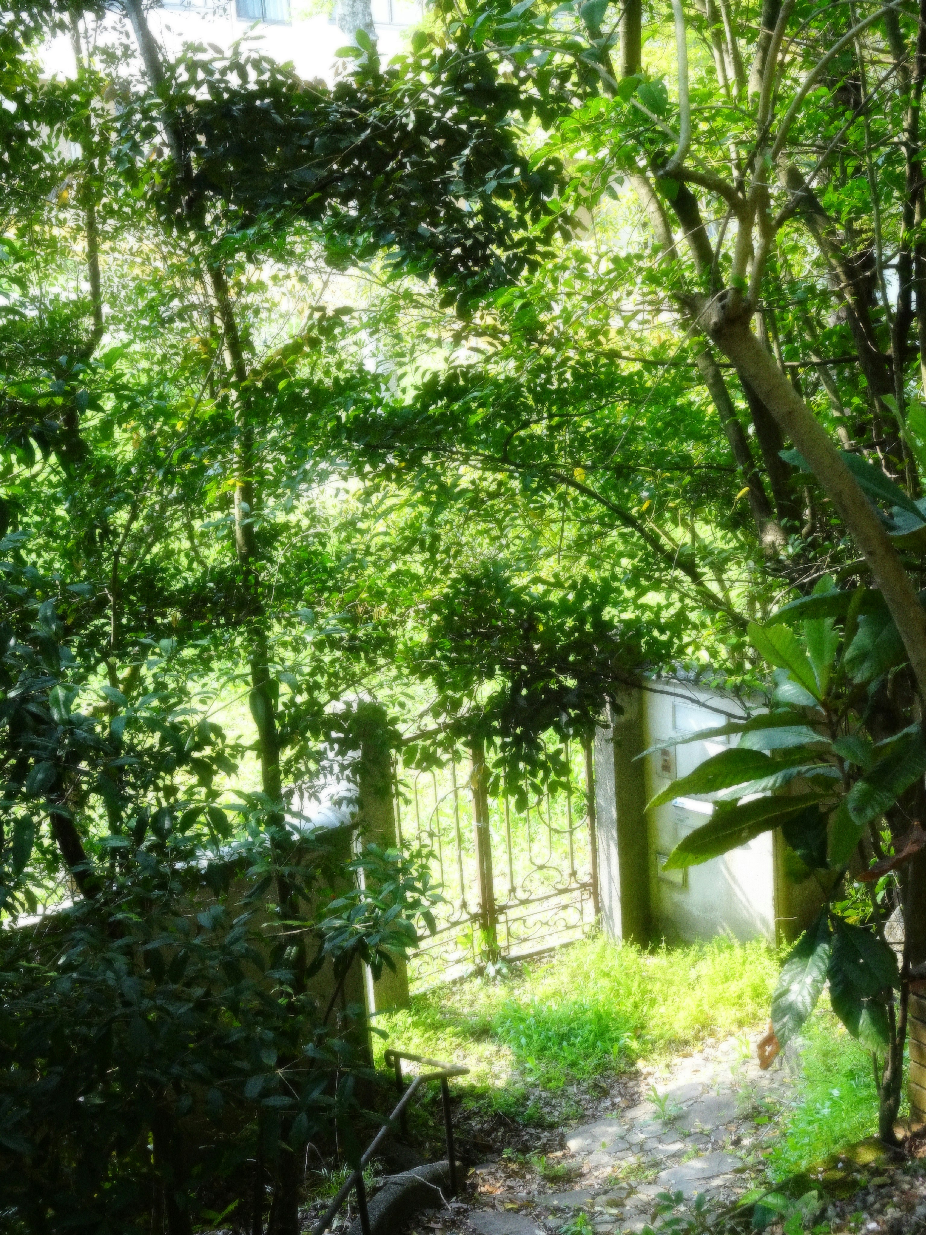 緑の木々が茂る小道のある庭の風景