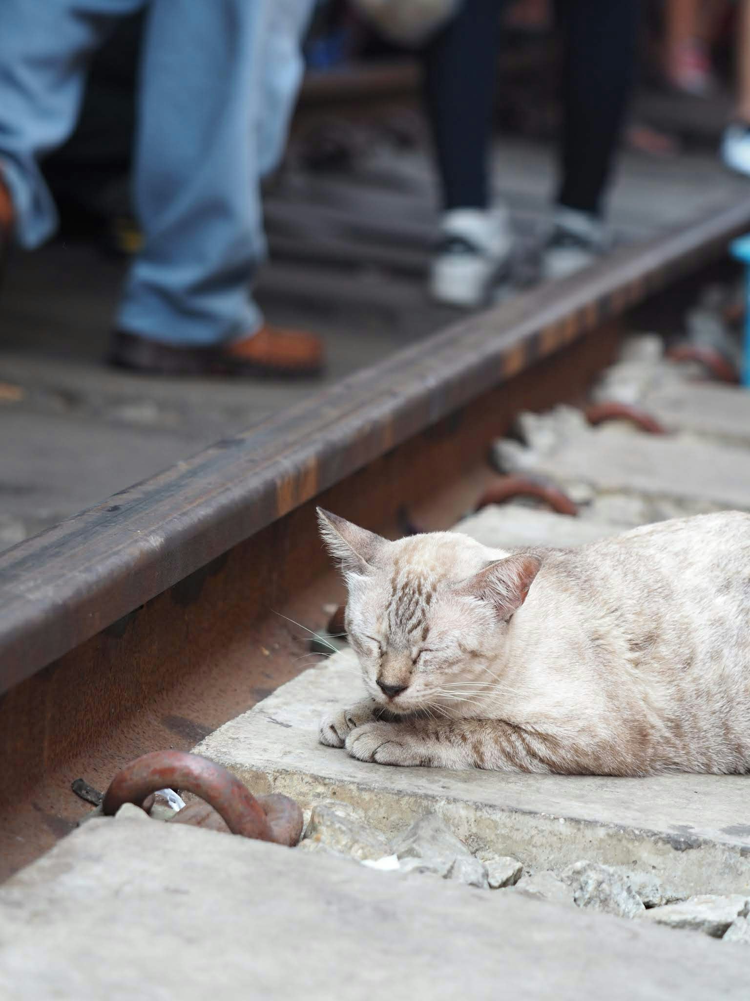 Gatto che si rilassa accanto ai binari con persone nei dintorni