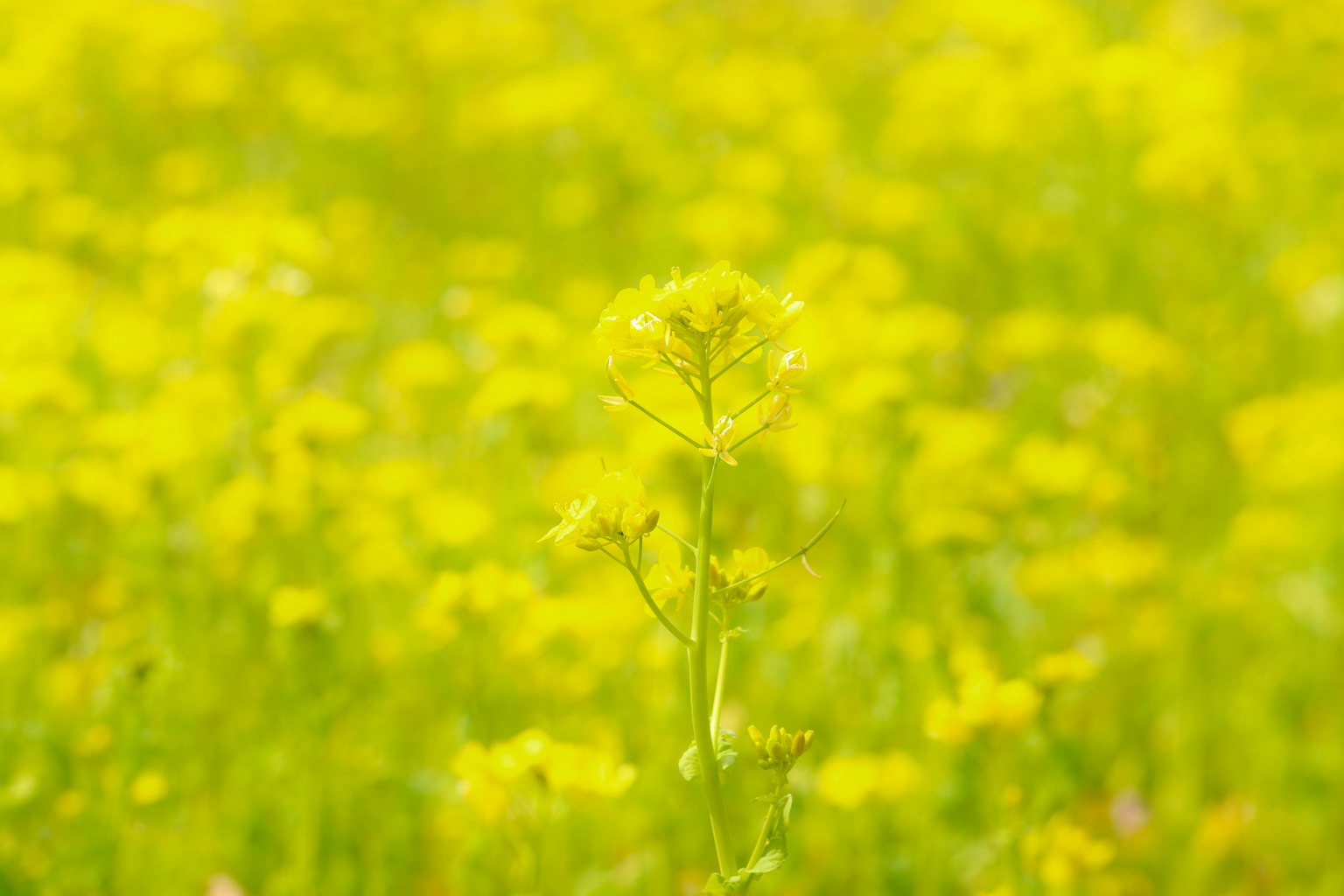 Eine einzelne Pflanze, die in einer grünen Wiese mit gelben Blumen steht