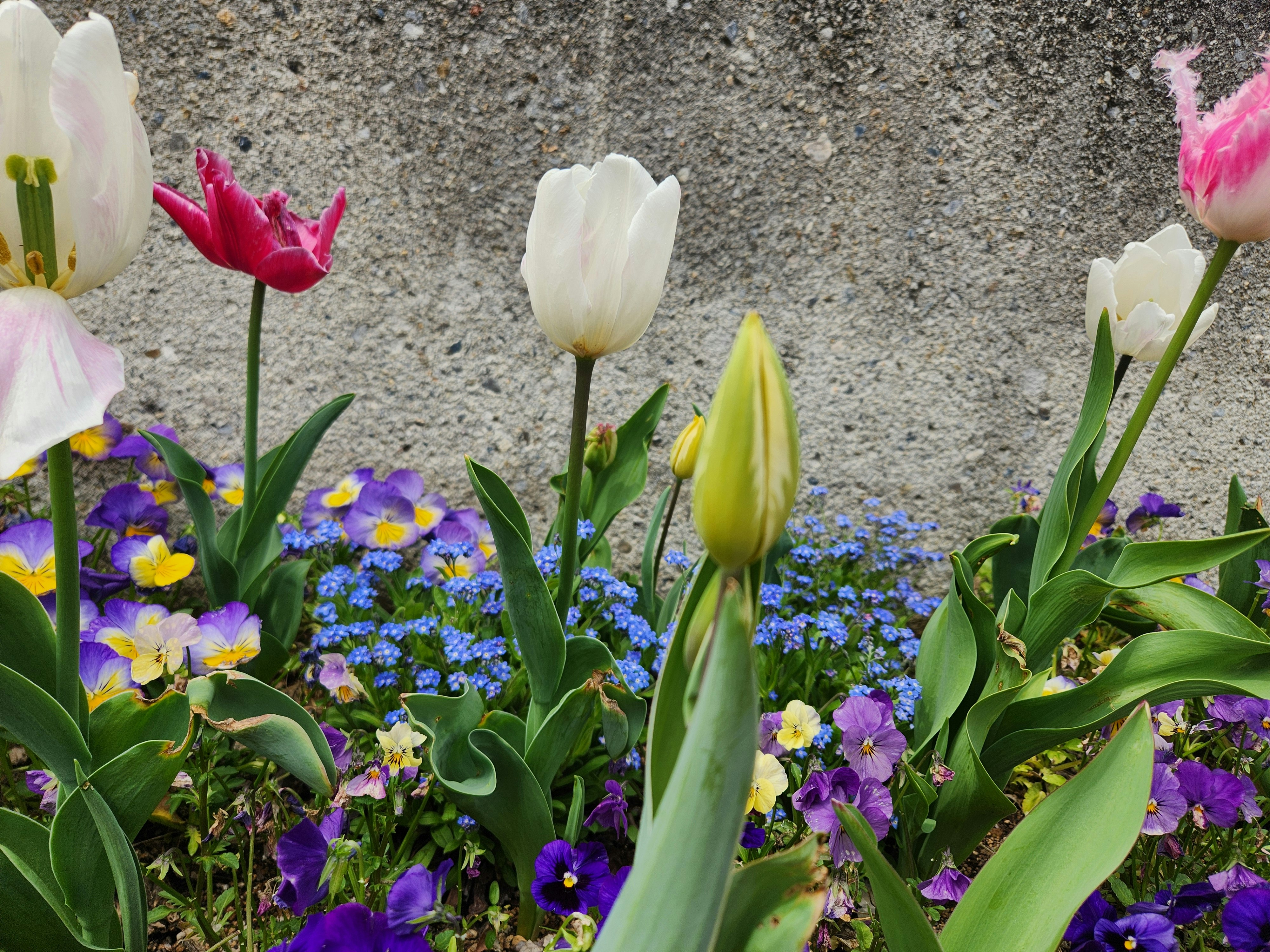 tulips and small flowers in a garden bed