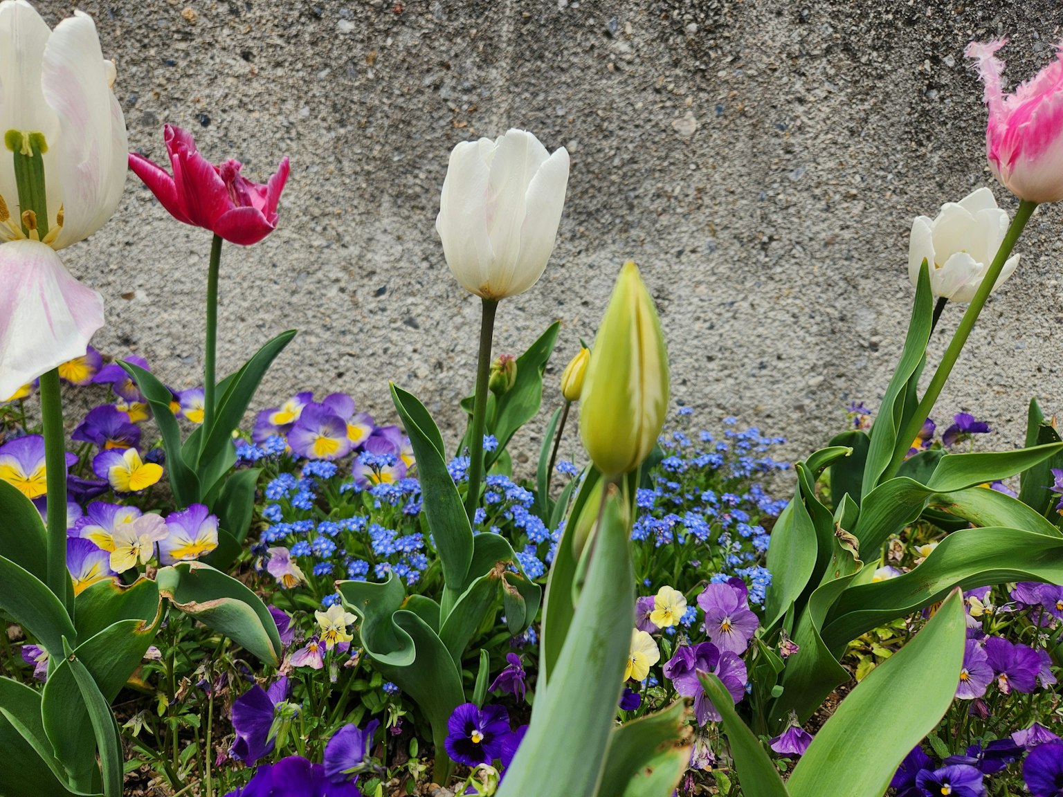 Tulipanes coloridos y pensamientos floreciendo en un jardín
