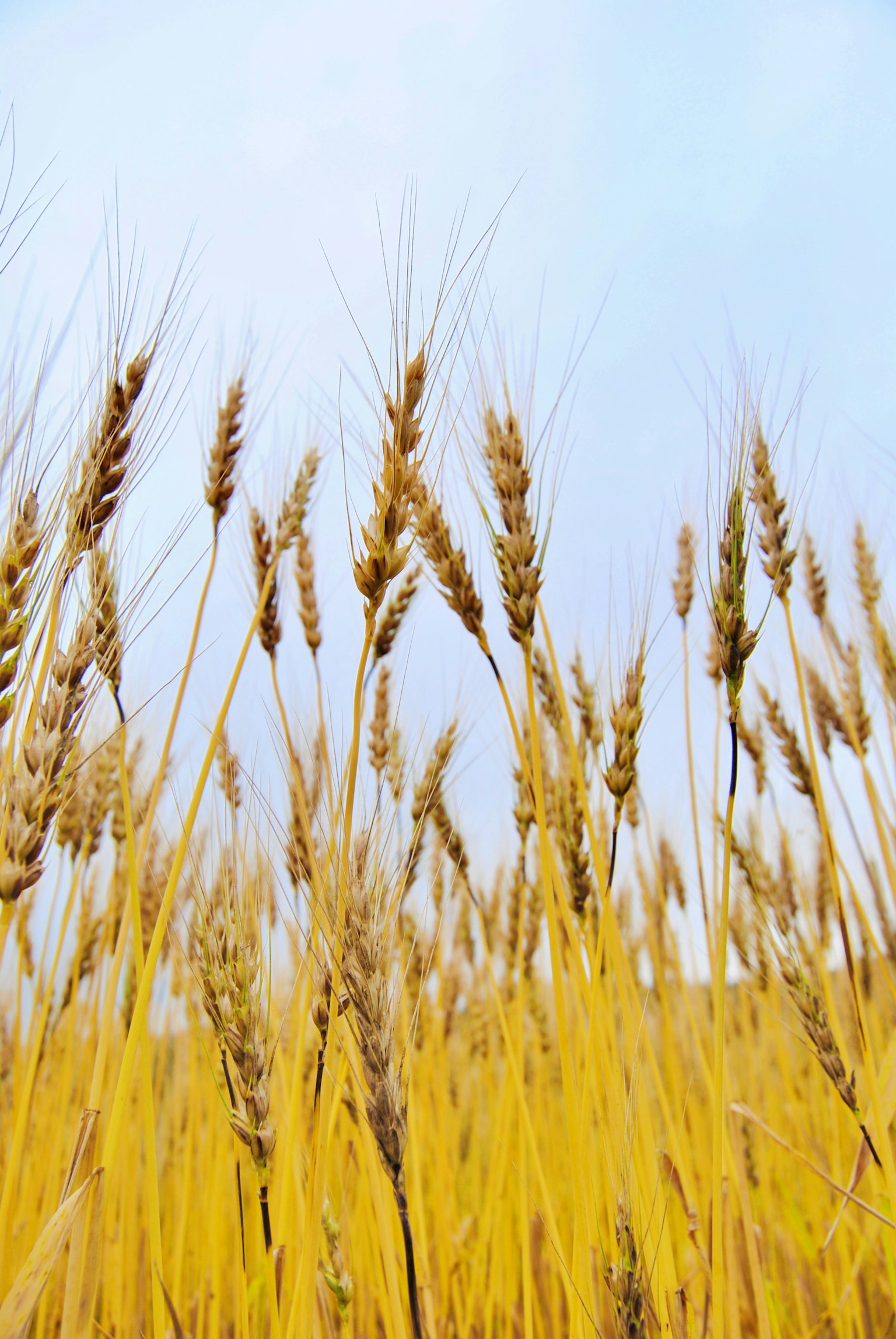 A landscape of wheat field with abundant golden stalks