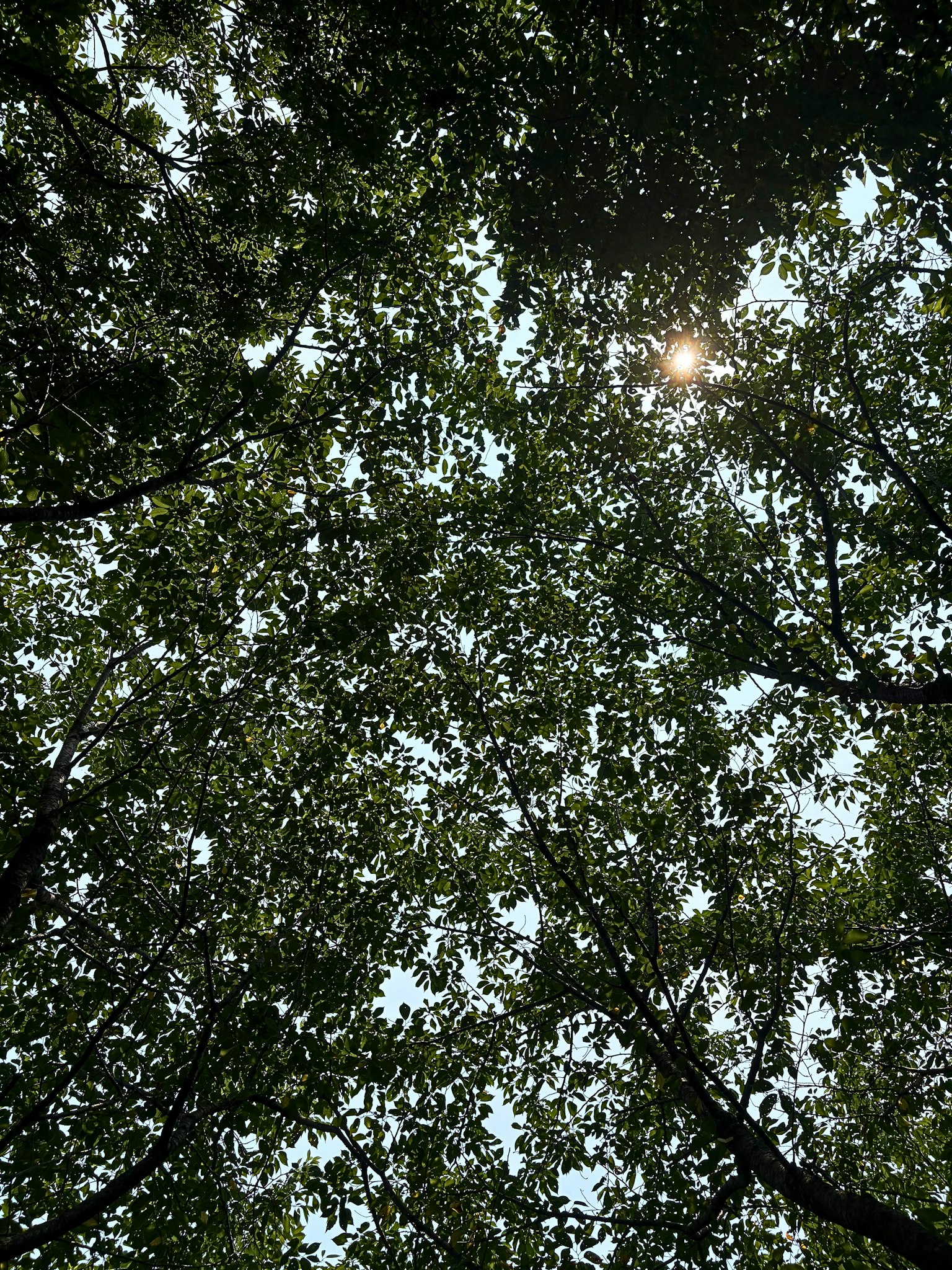 Blick auf Sonnenlicht, das durch ein dichtes Baumdach filtert
