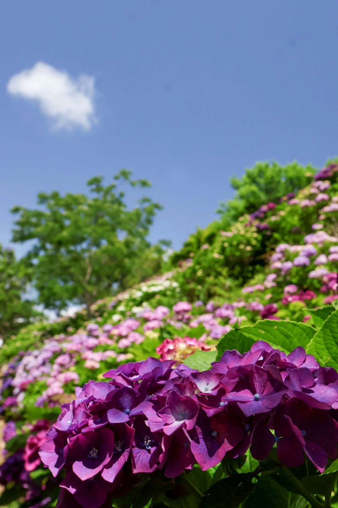 紫とピンクのアジサイが咲く青空の下の花畑