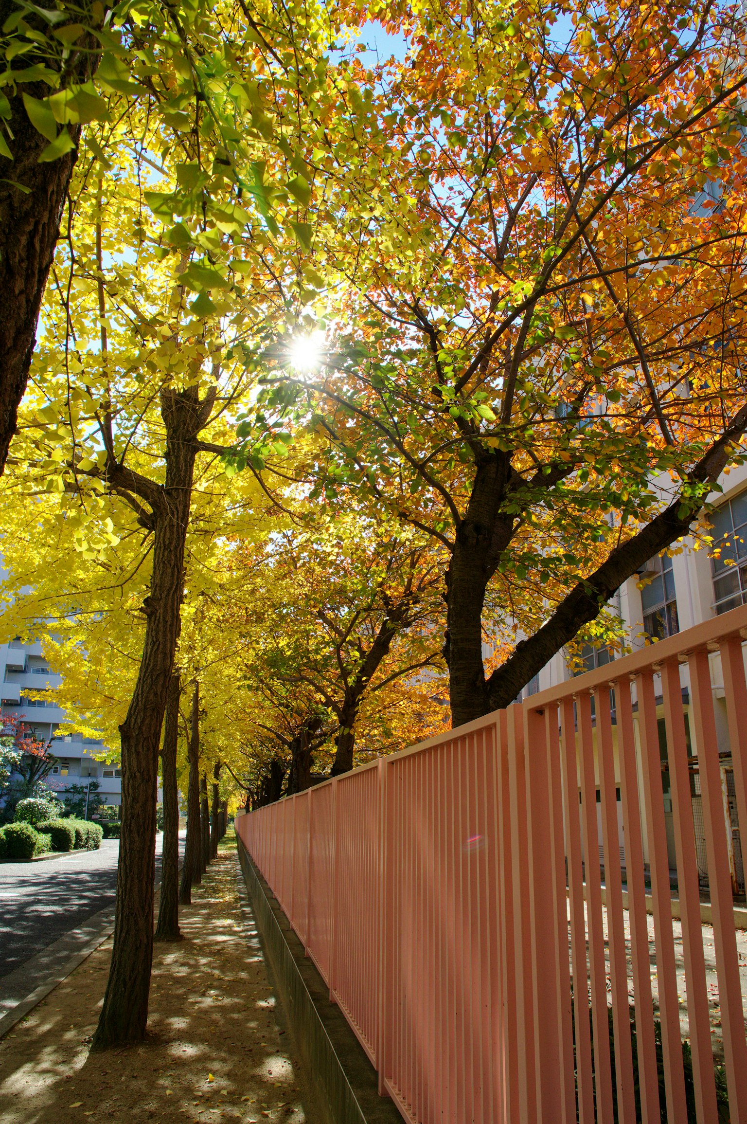 Malersiche Aussicht auf Herbstbäume entlang eines rosa Zaunes