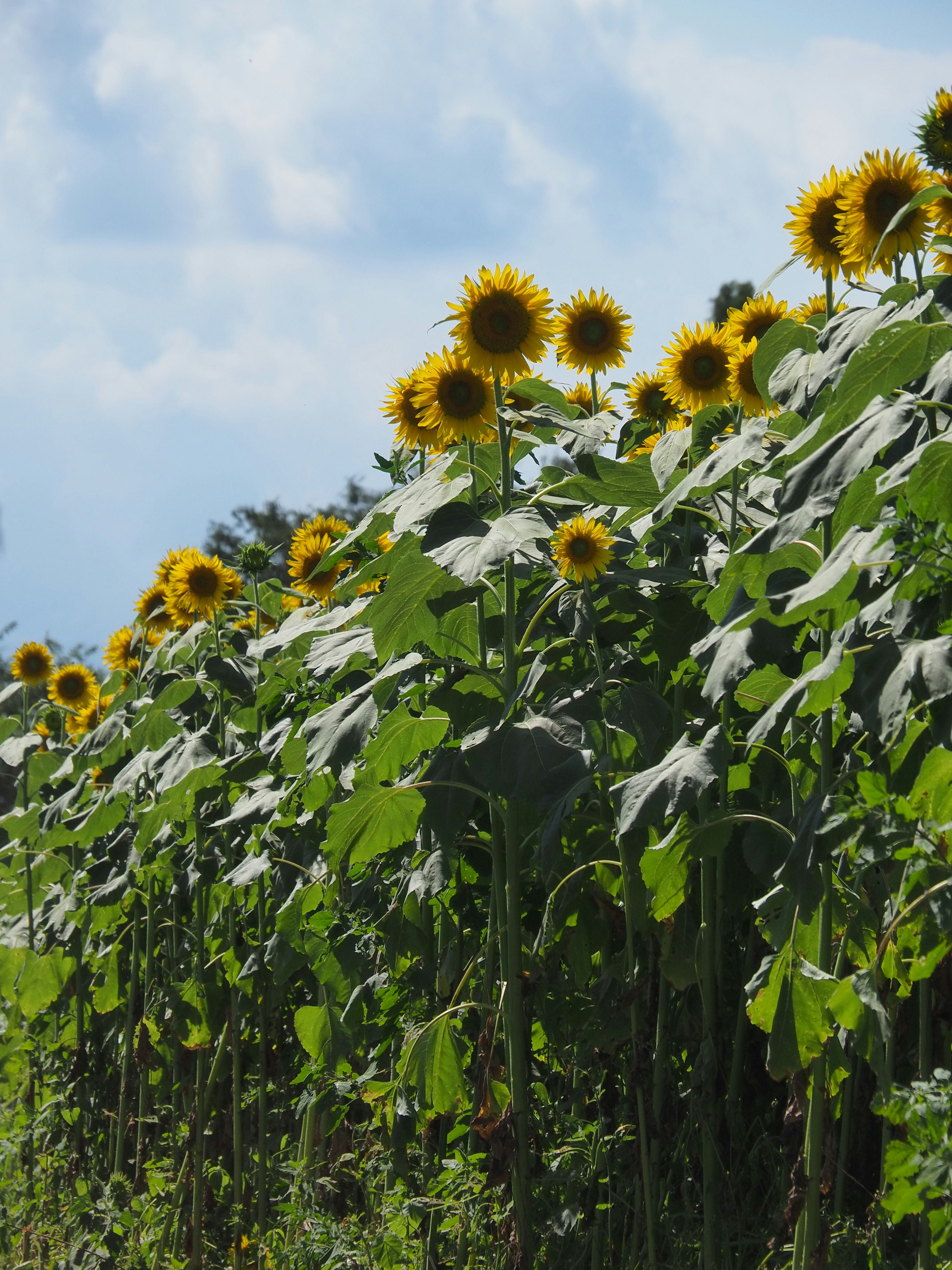Campo di girasoli in fiore sotto un cielo azzurro