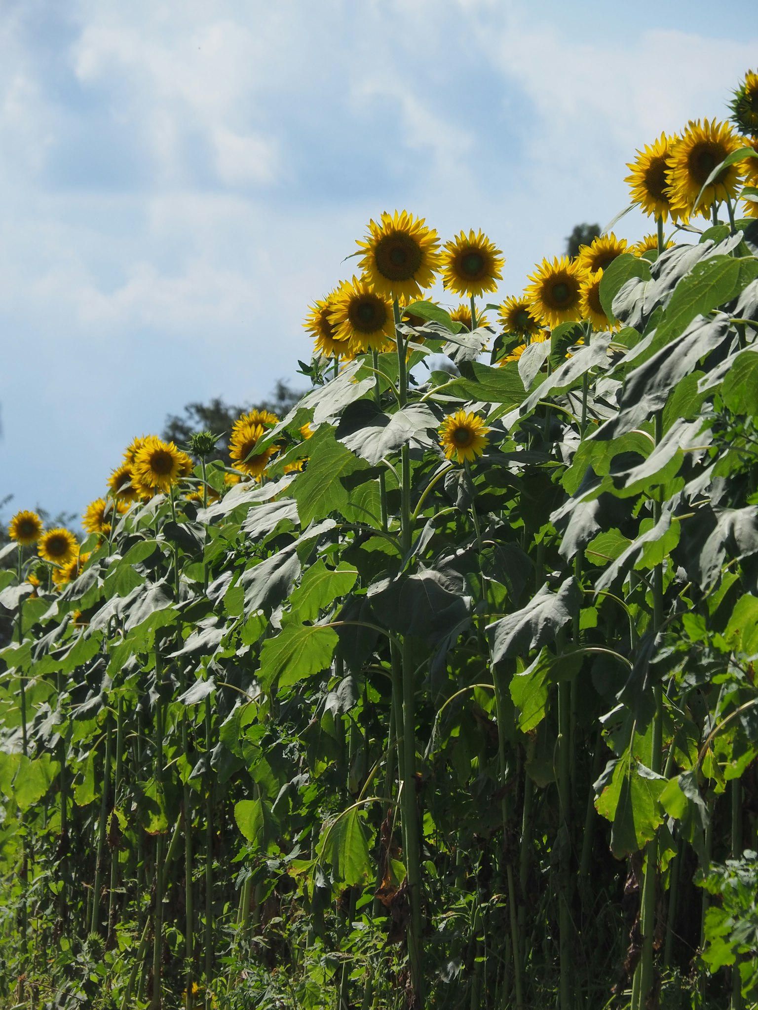 A field of bright yellow sunflowers blooming under a blue sky