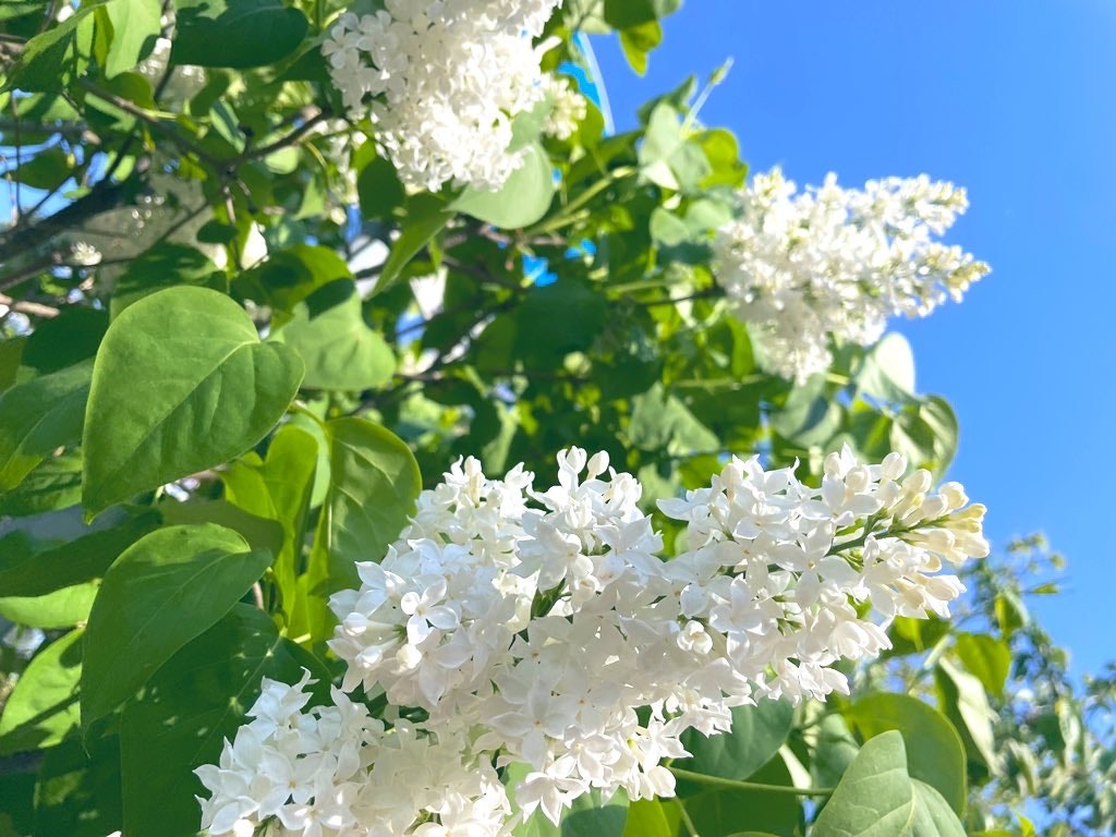 ライラックの白い花が青空に映える枝先