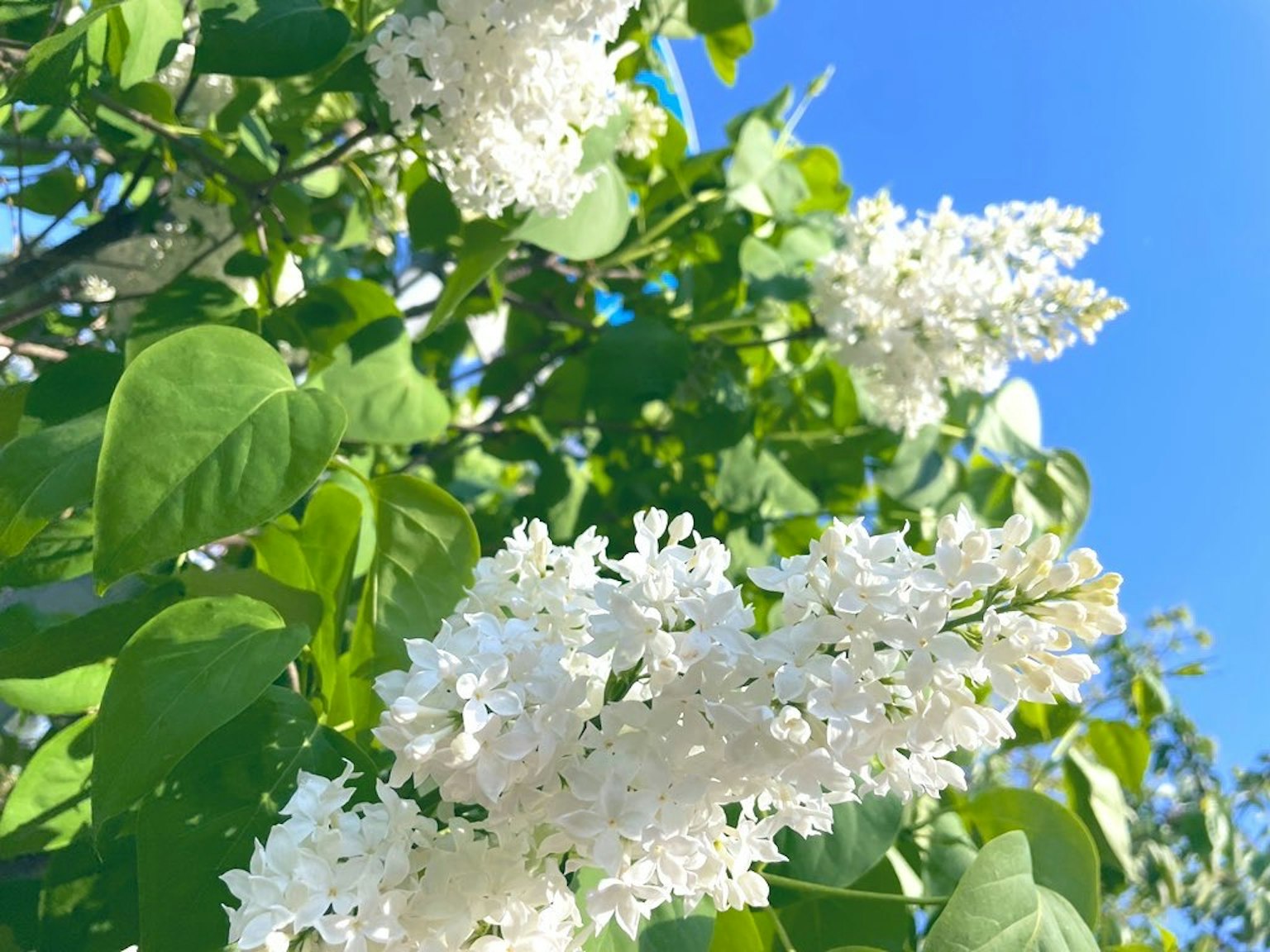 Bunga lilac putih mekar di bawah langit biru dengan daun hijau