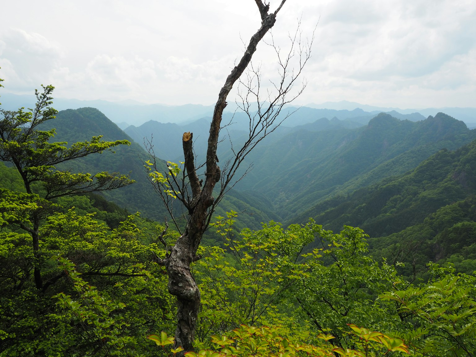 郁郁葱葱的群山与枯树的风景