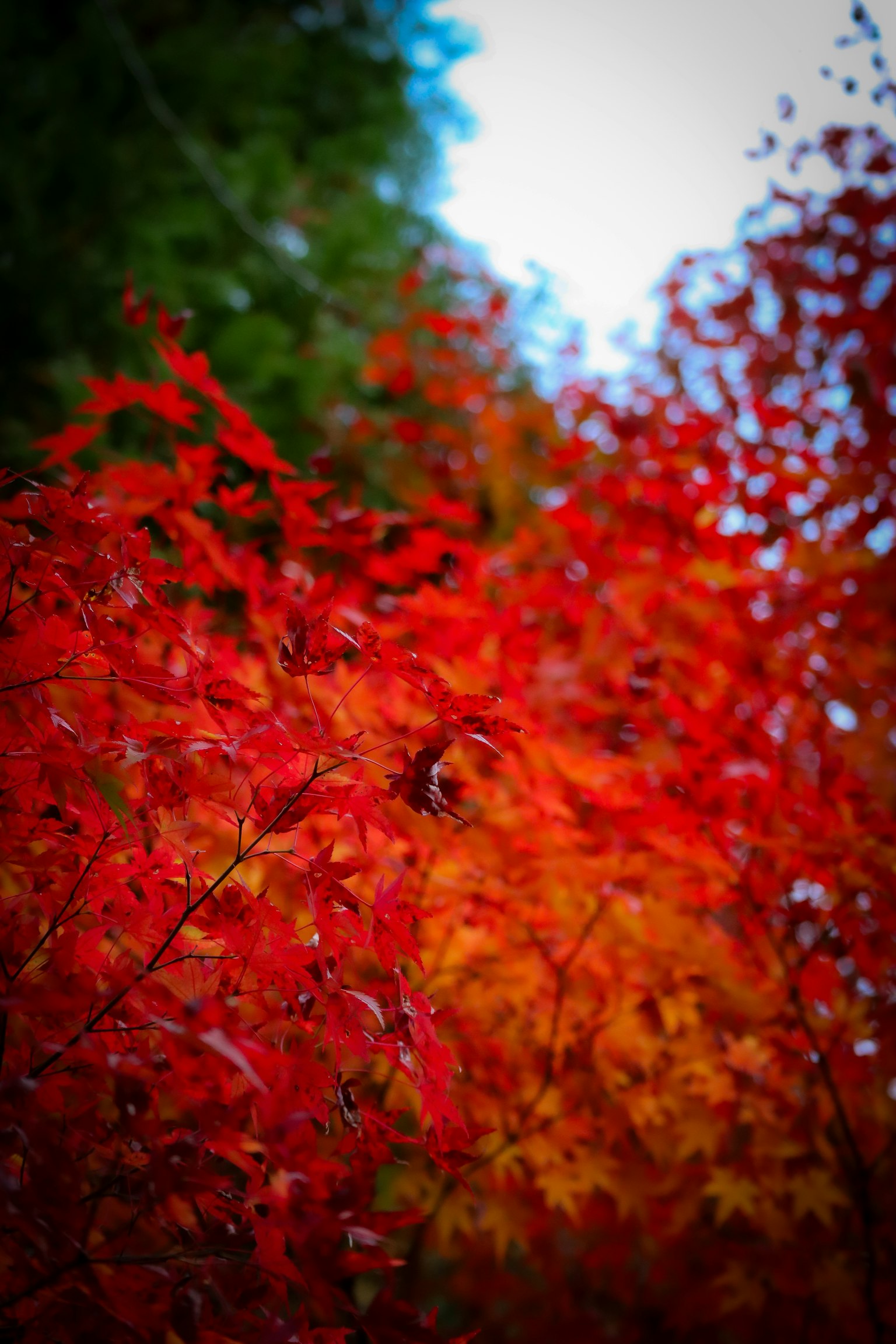 Foglie autunnali rosse e arancioni vivaci in un ambiente naturale