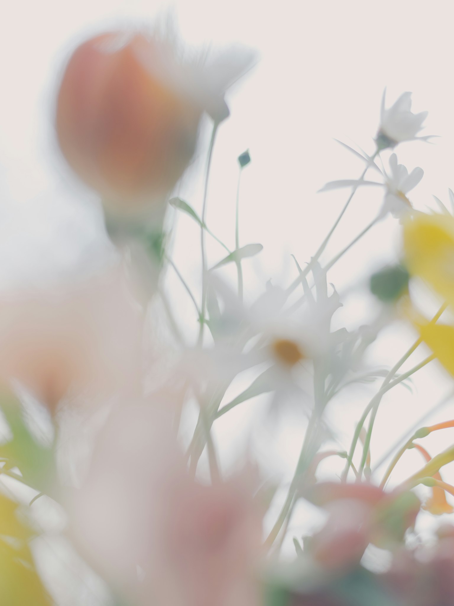 Fiori dai colori tenui appaiono su uno sfondo sfocato