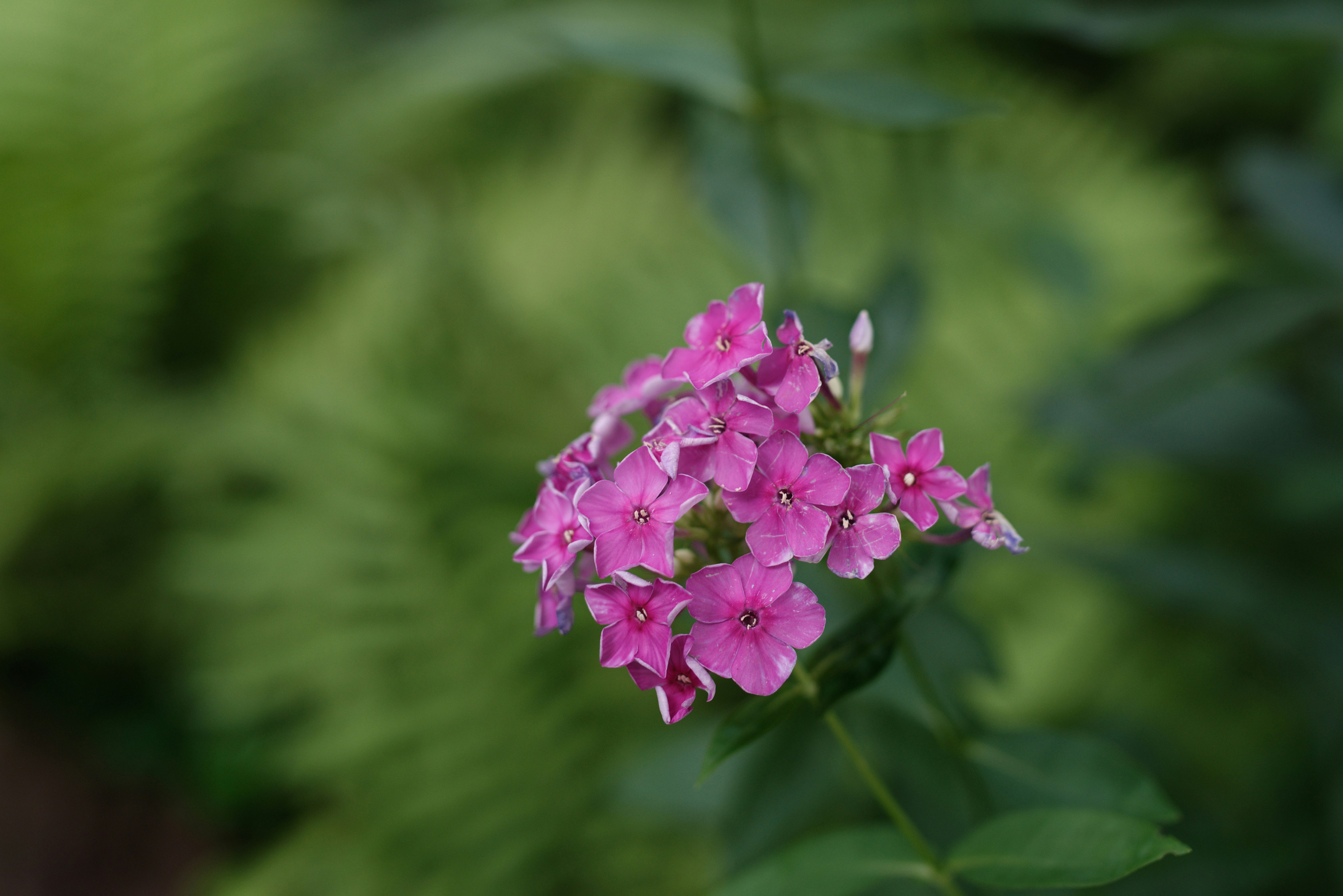 ピンクの花のクローズアップ