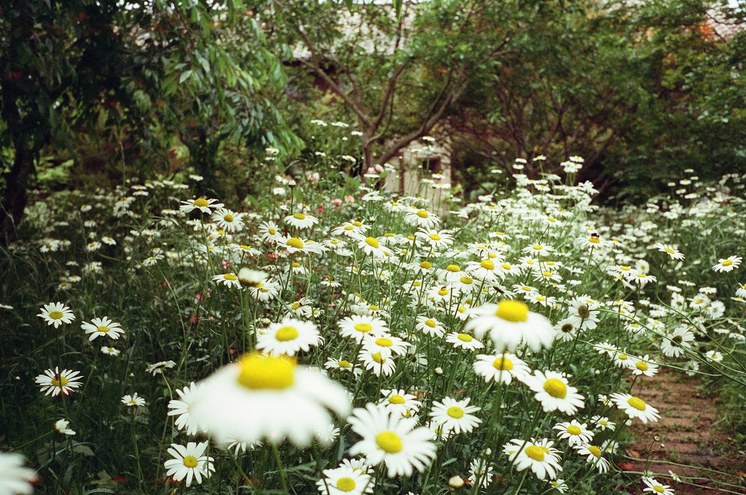 A garden scene filled with white daisies featuring yellow centers