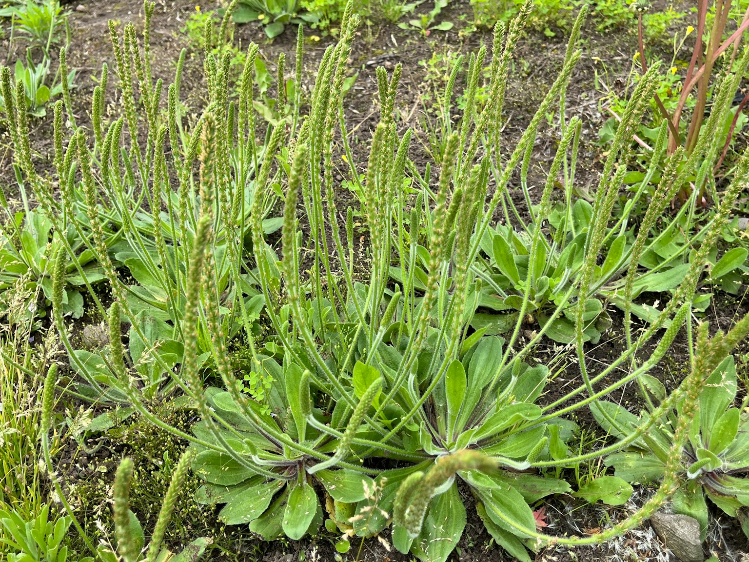 Raggruppamento di piante a foglie verdi con lunghi steli floreali che emergono dal terreno