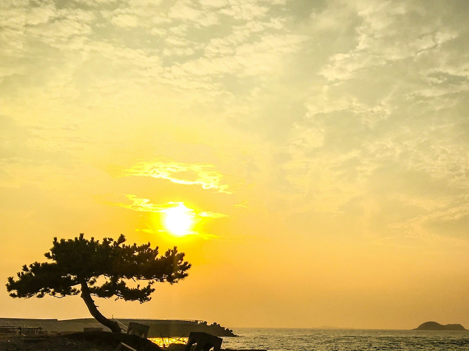 海边的松树在日落时分与橙色的太阳