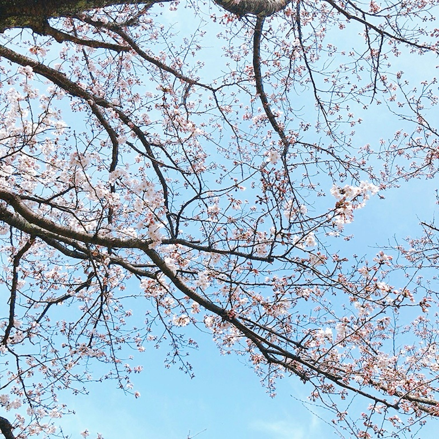 Rami di ciliegio in fiore sotto un cielo blu