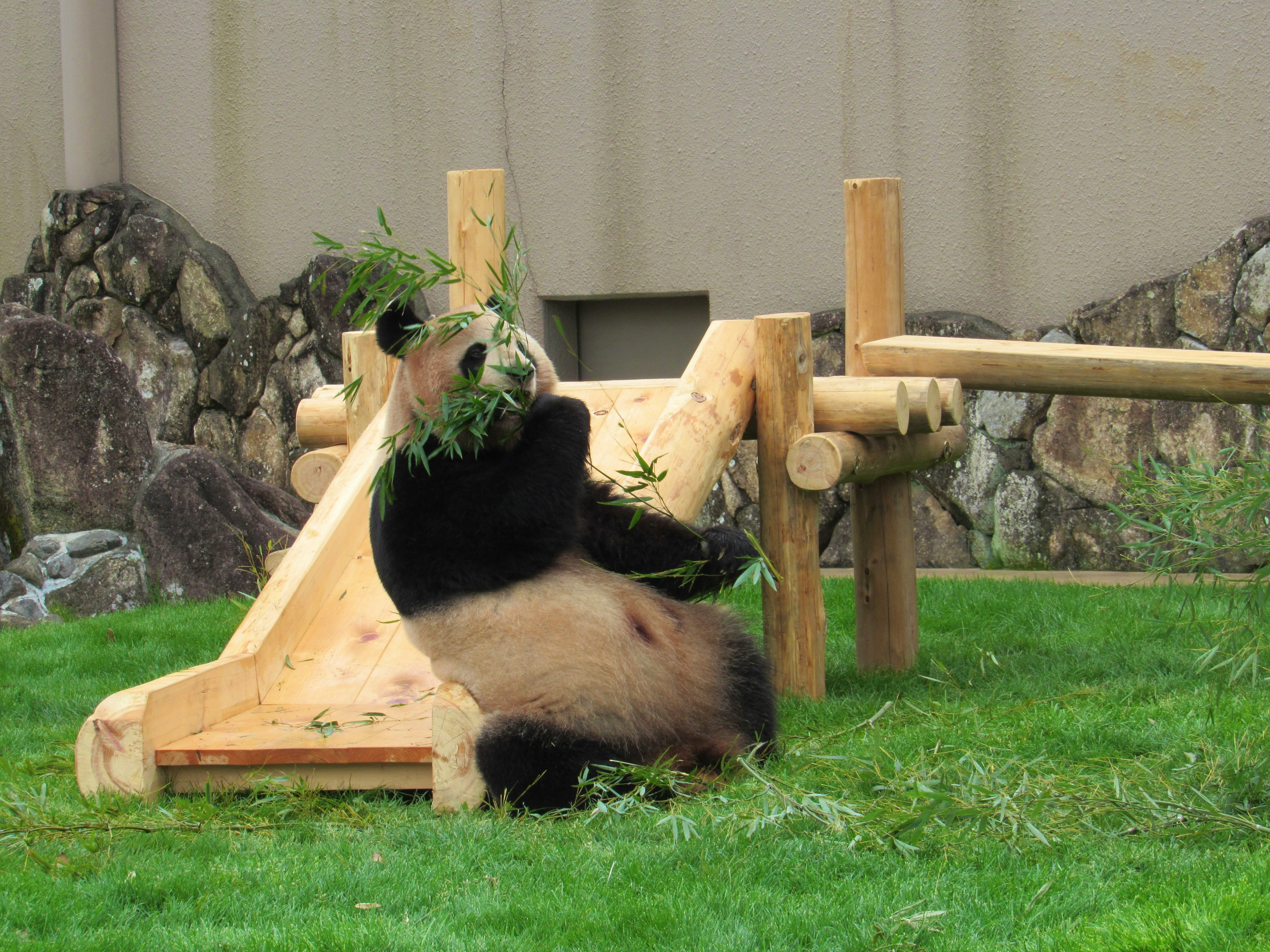 動物園の芝生でくつろぐパンダ