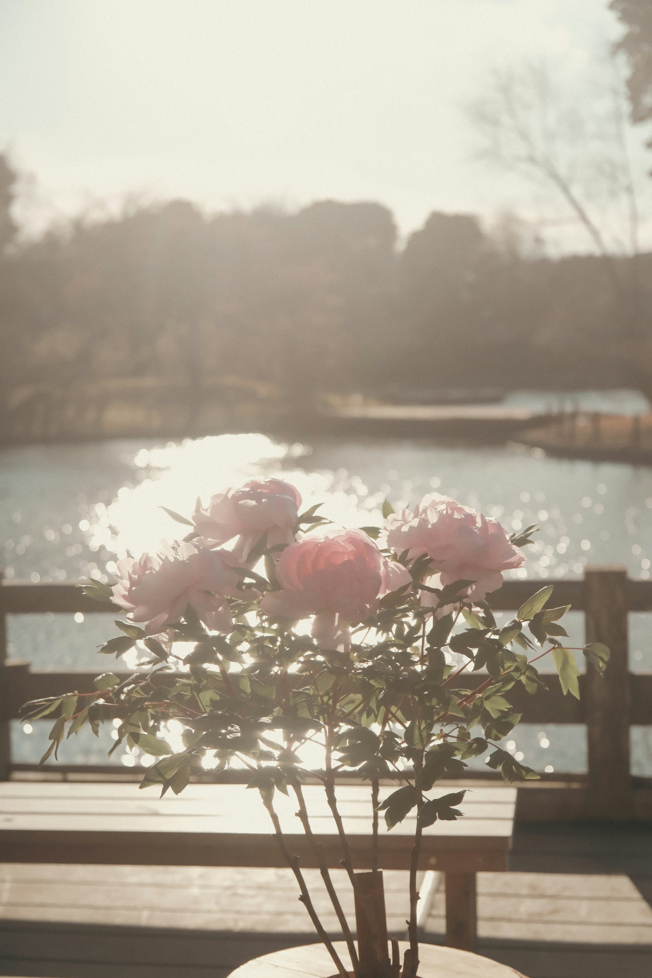 川沿いのベンチと花のある夕暮れの風景