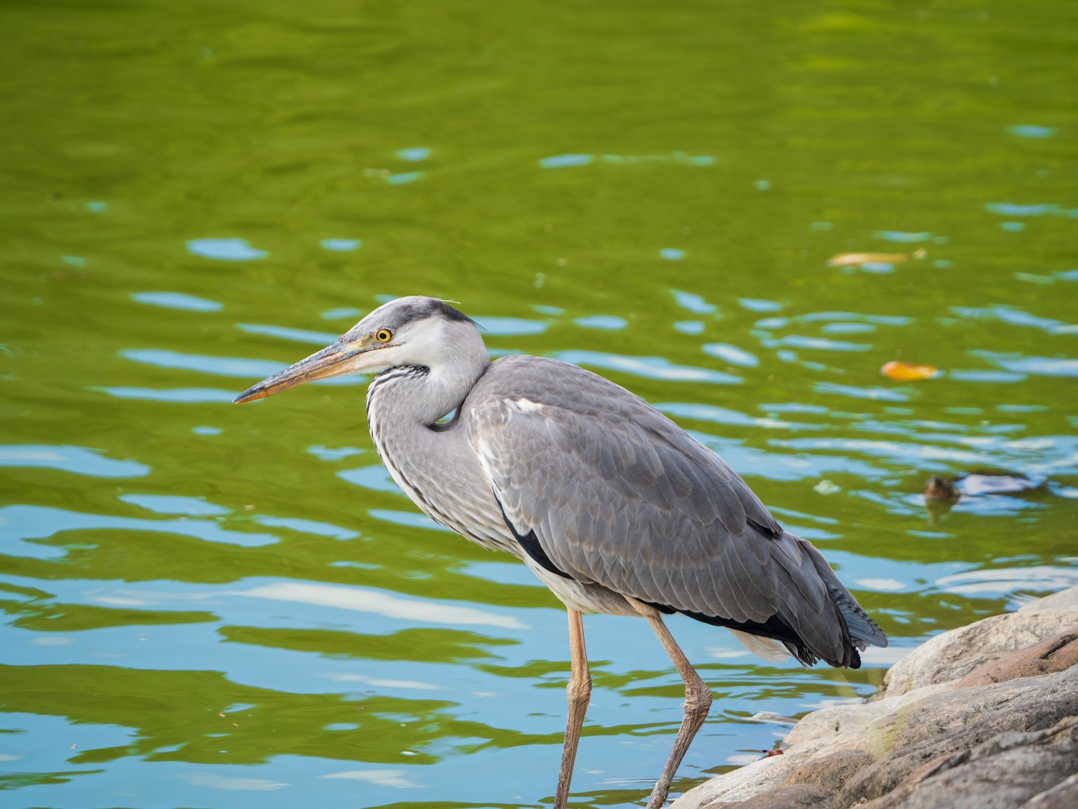 Burung heron abu-abu berdiri di tepi air