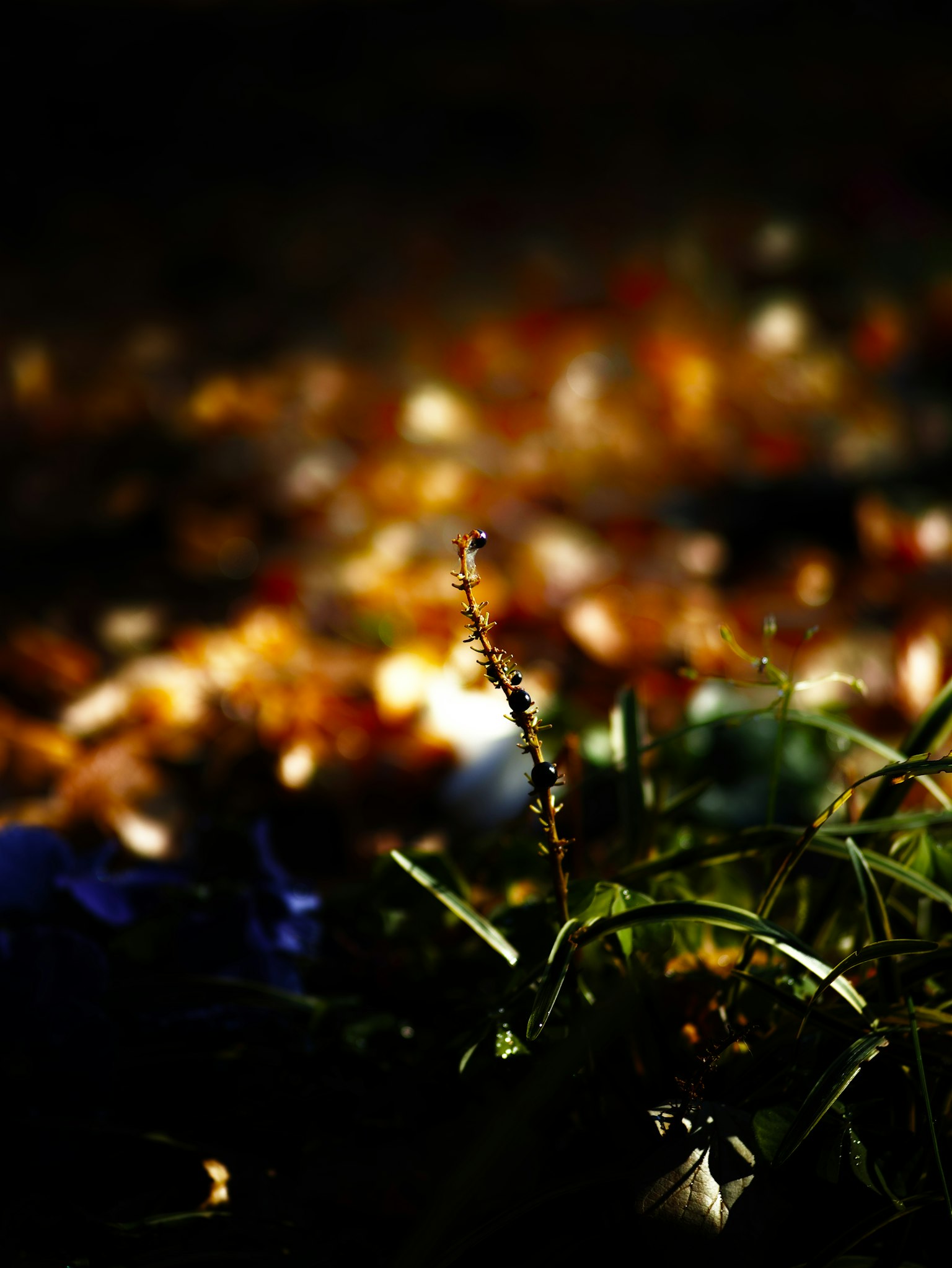 Blurry background with colorful leaves and grass in a dark setting