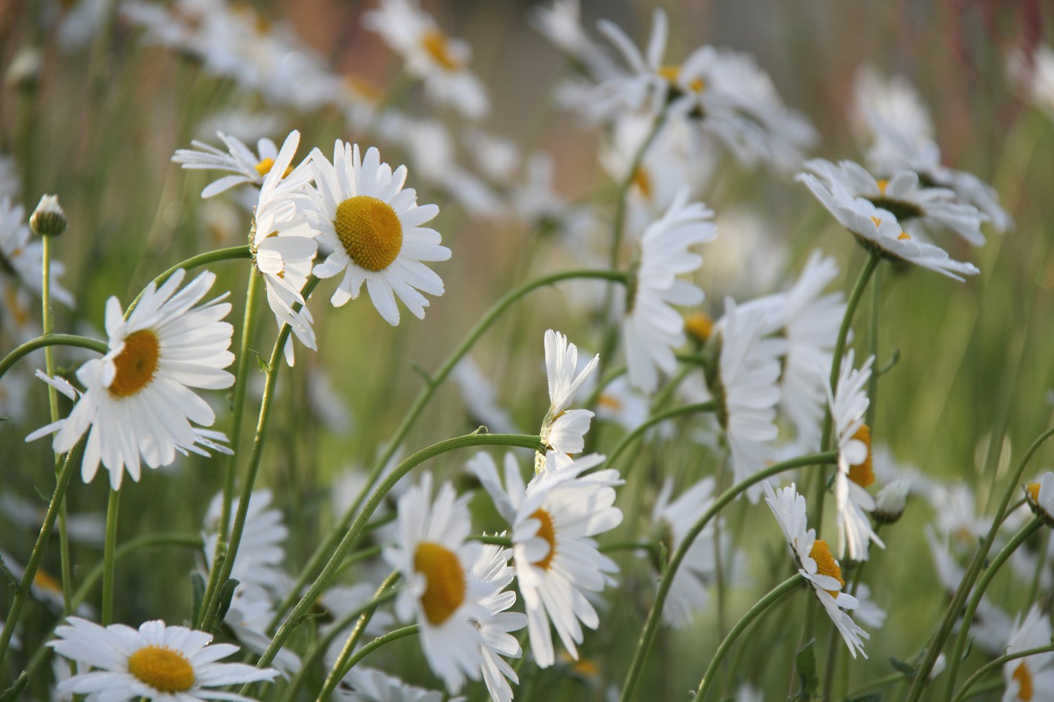 Image of white daisies blooming in a green meadow