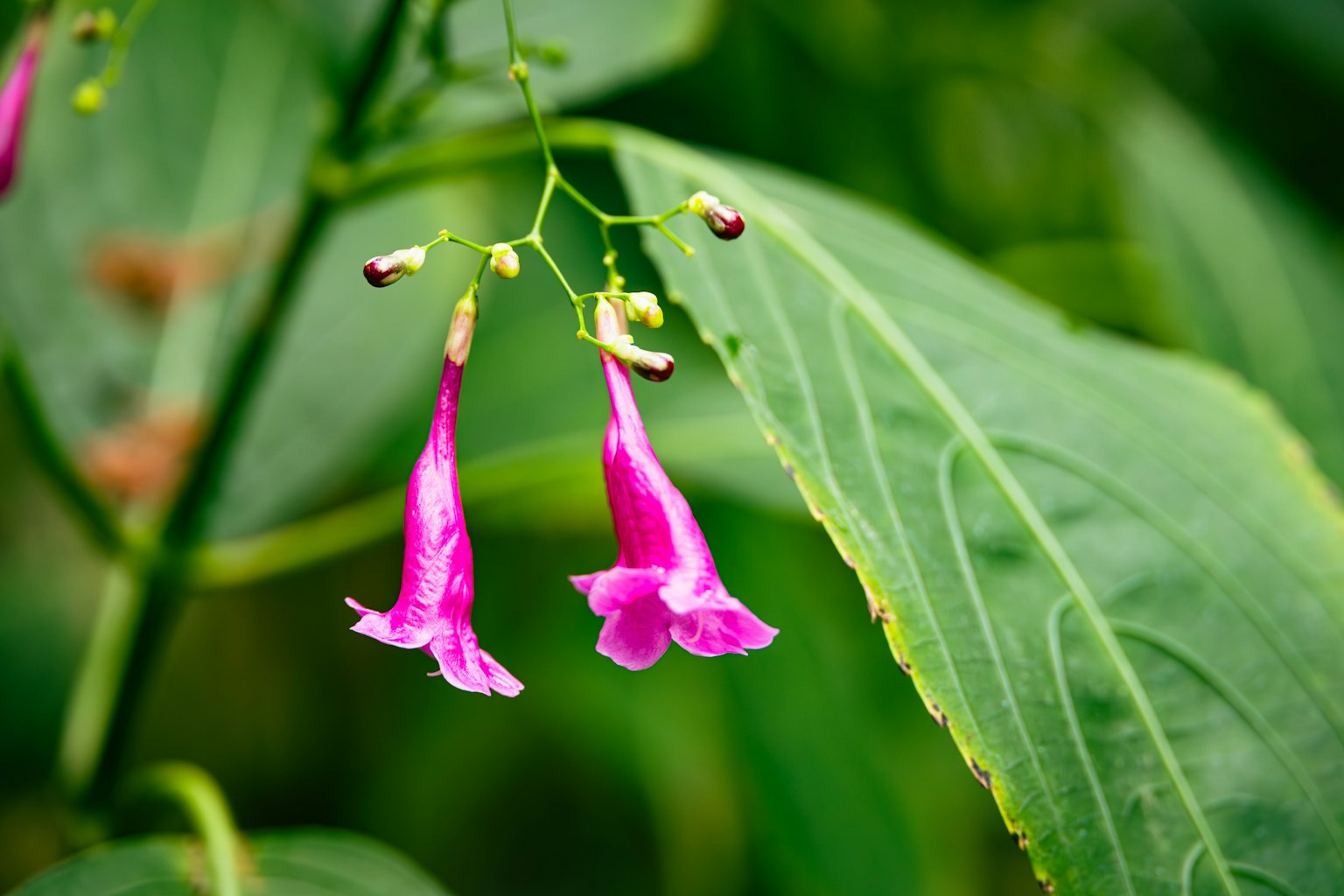 Due fiori rosa vivaci appesi tra le foglie verdi