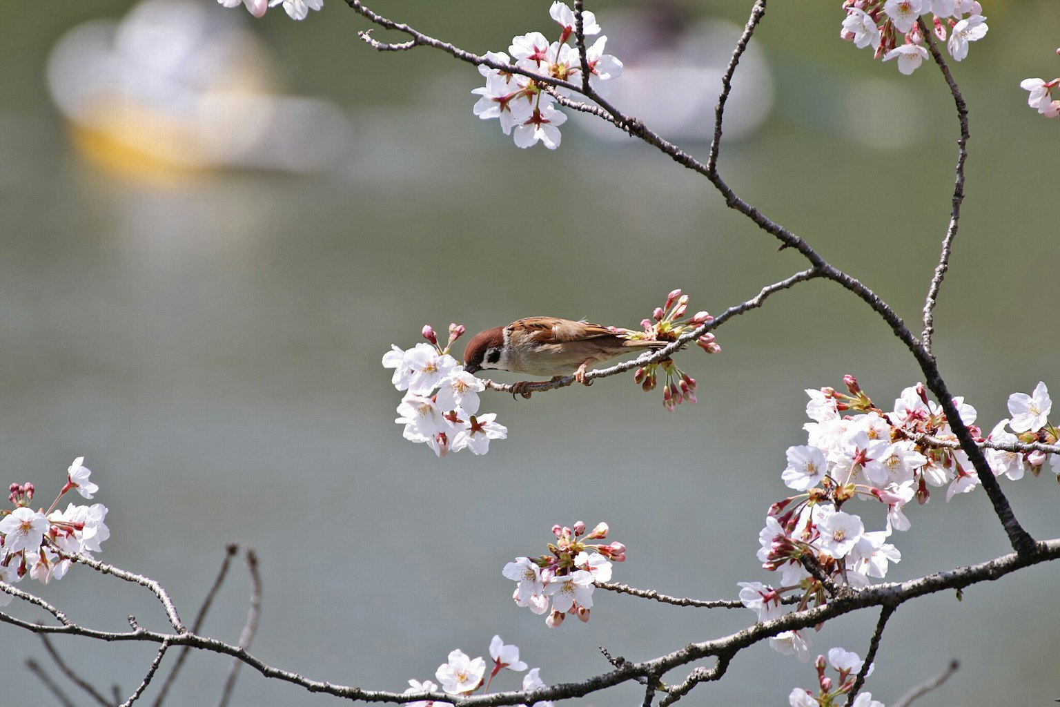 Gros plan d'un oiseau perché sur des cerisiers en fleurs avec une surface d'eau floue en arrière-plan