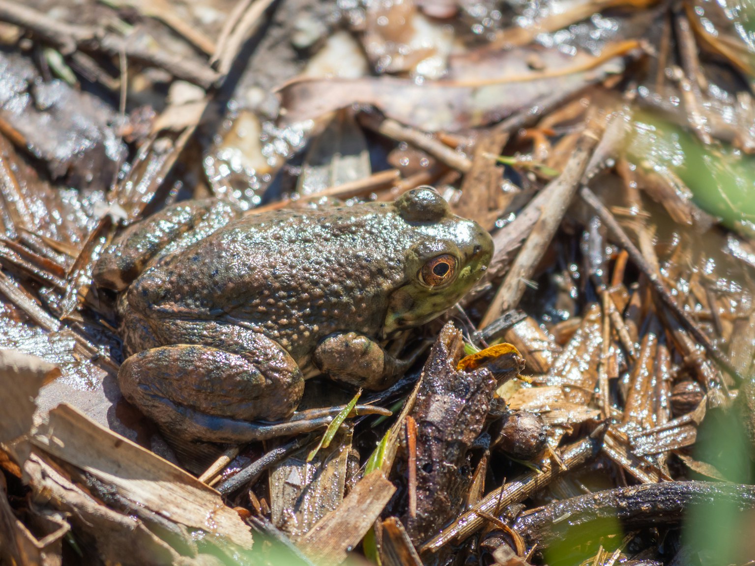 A green frog resting on dry leaves near water