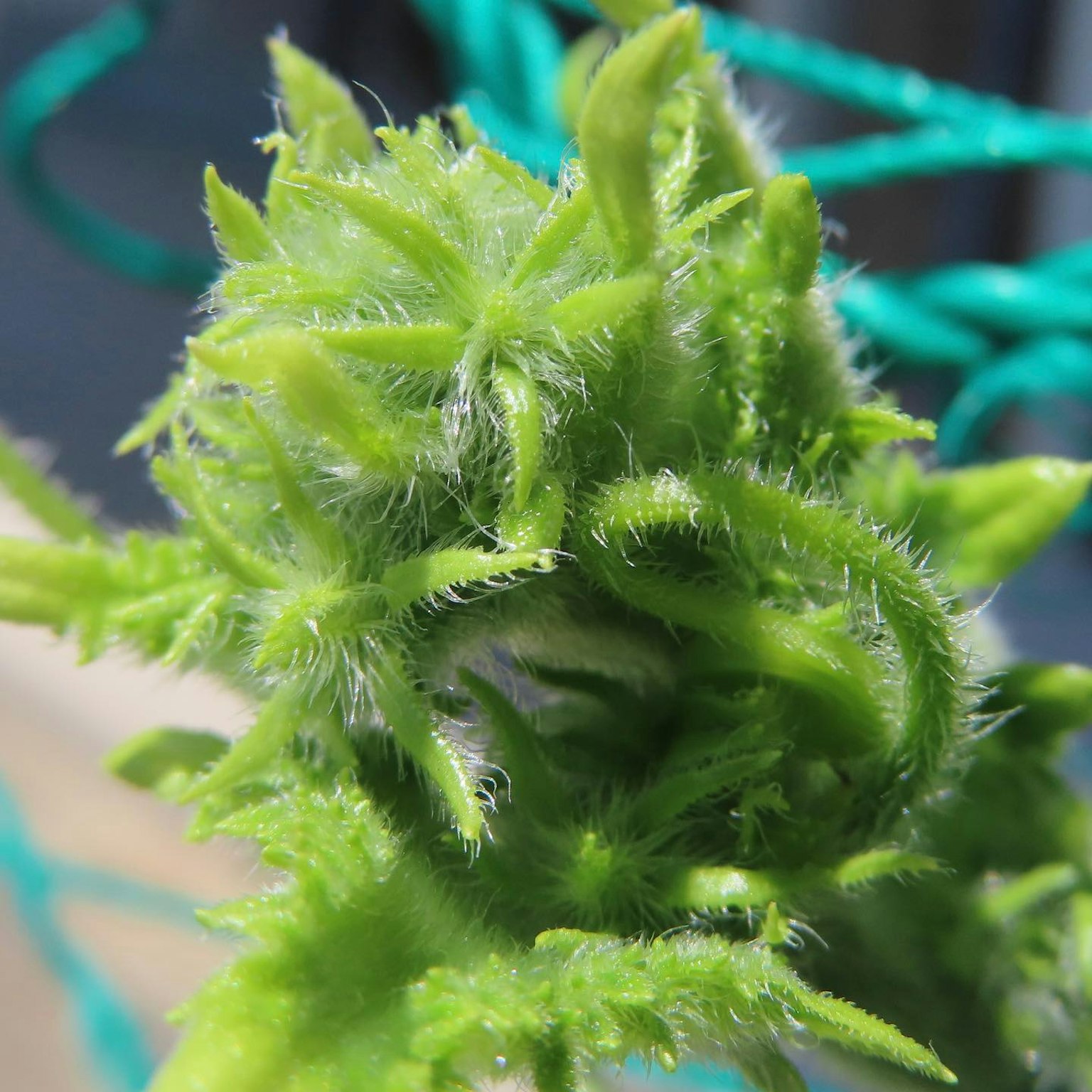 綠色植物芽的特寫，帶有毛茸茸的紋理