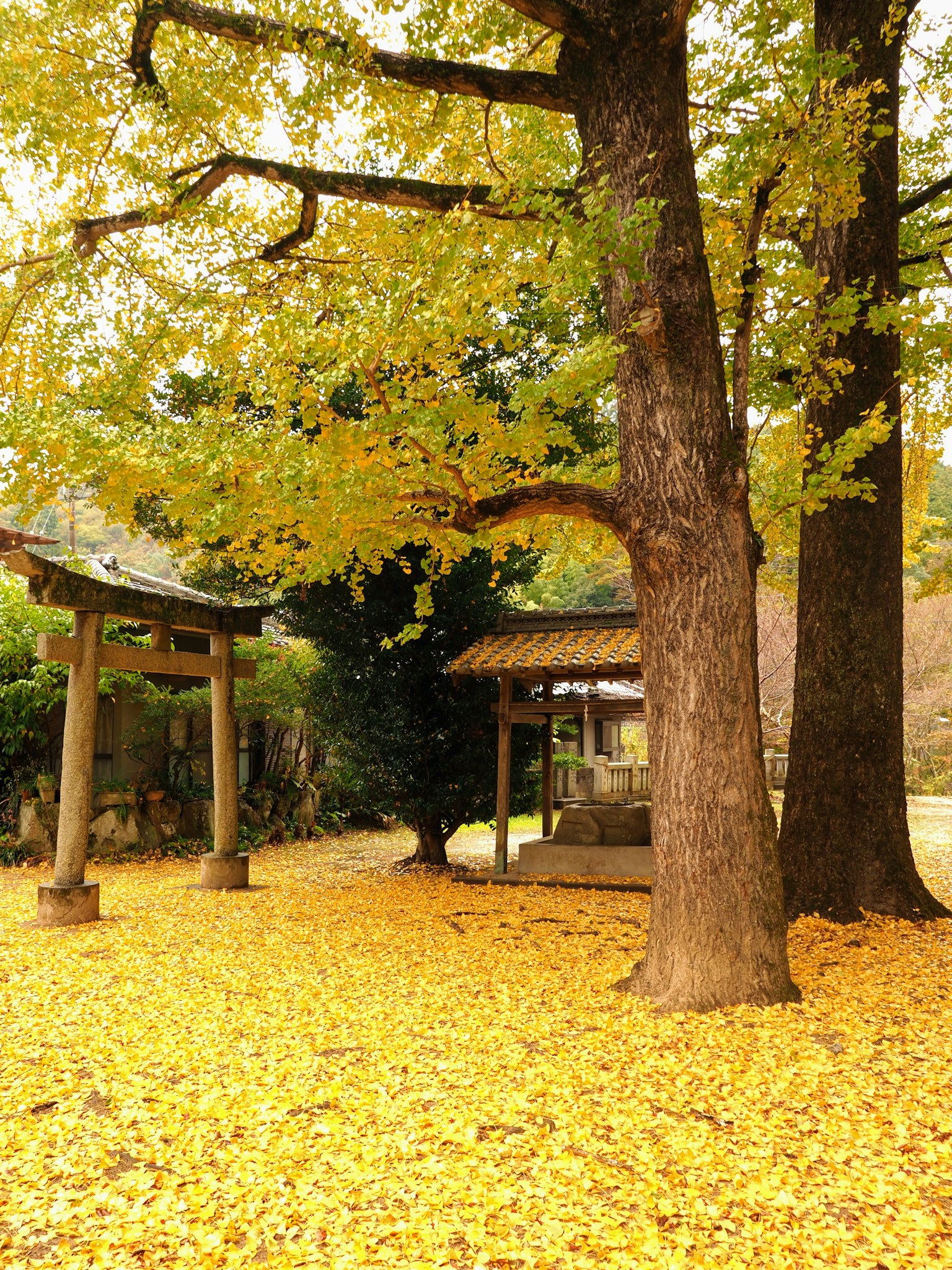 Una escena de jardín serena cubierta de hojas amarillas de otoño con una puerta torii y un pequeño refugio