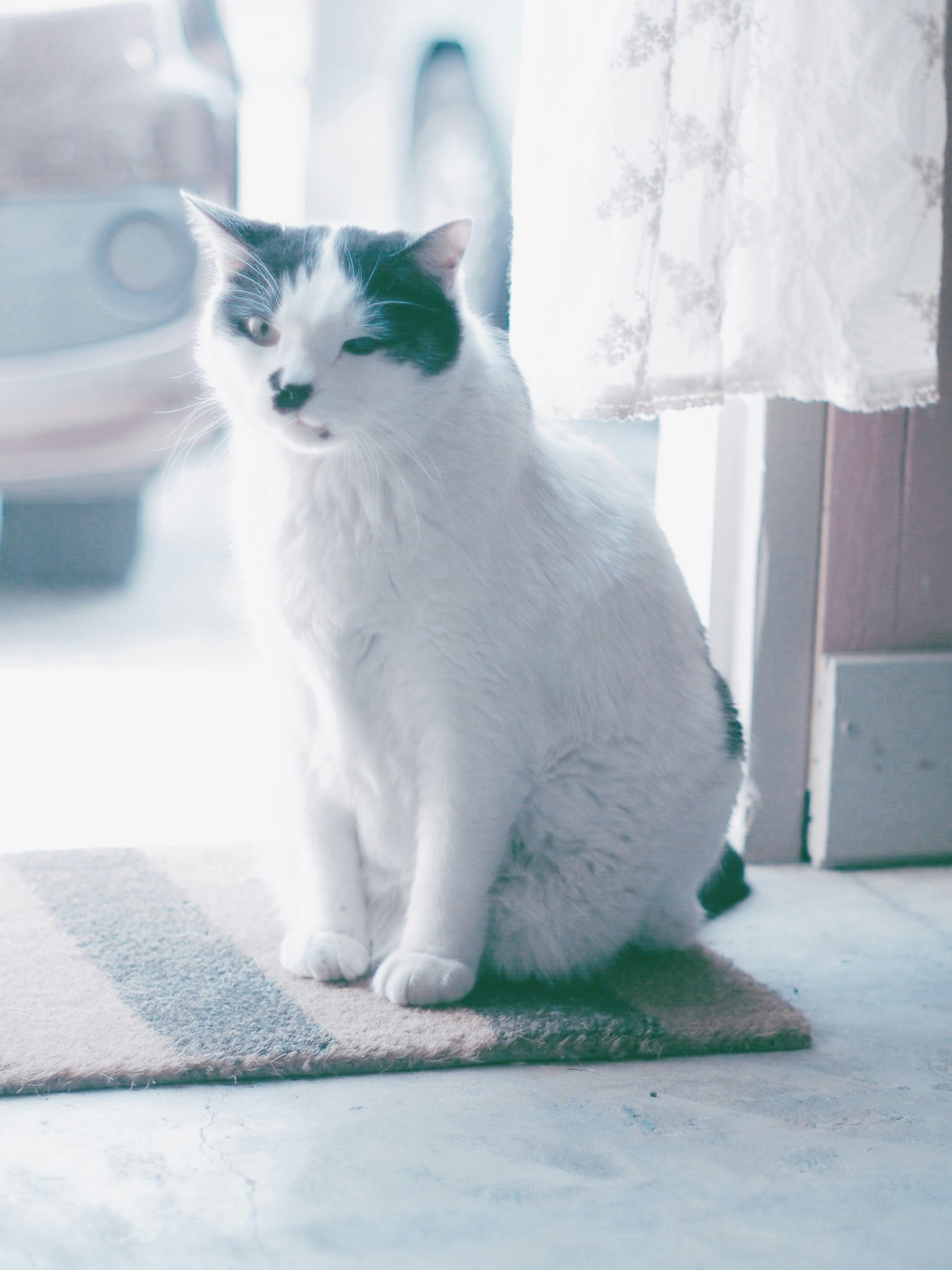 문 앞에 앉아 있는 흰 고양이