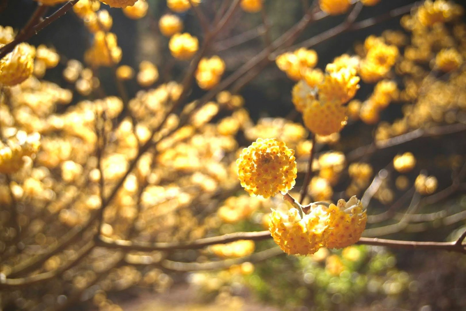 Gros plan sur des branches avec des fleurs jaunes vibrantes