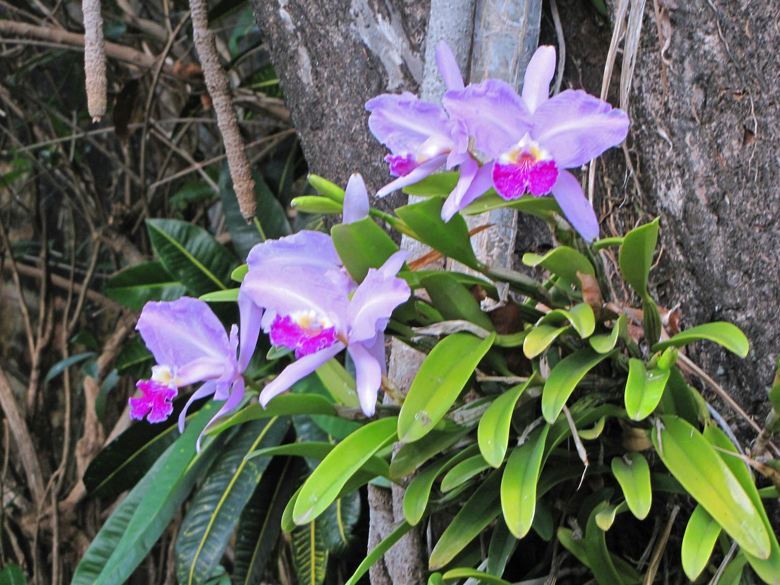 Flores de orquídea con pétalos morados floreciendo contra un árbol