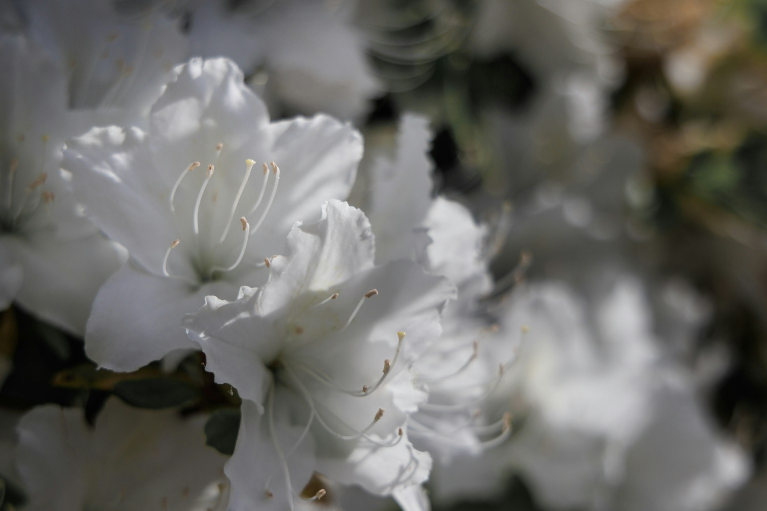 ภาพเบลอของดอกไม้สีขาวที่กำลังบาน