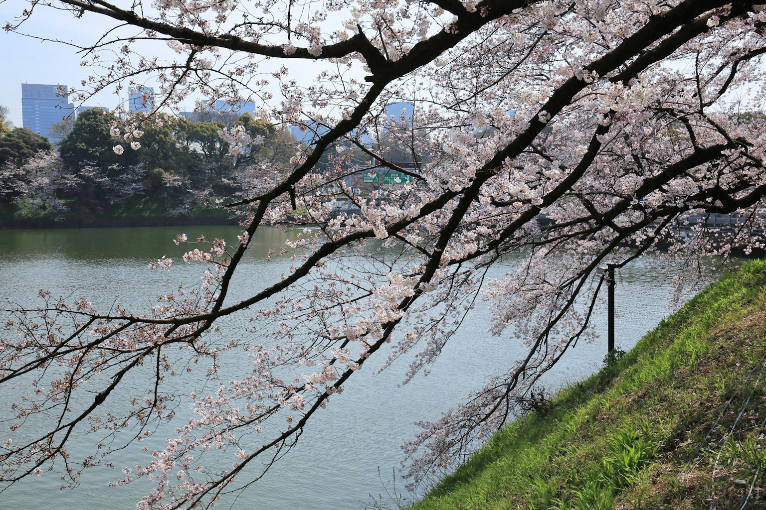 Cherry blossom trees along a river with a green bank