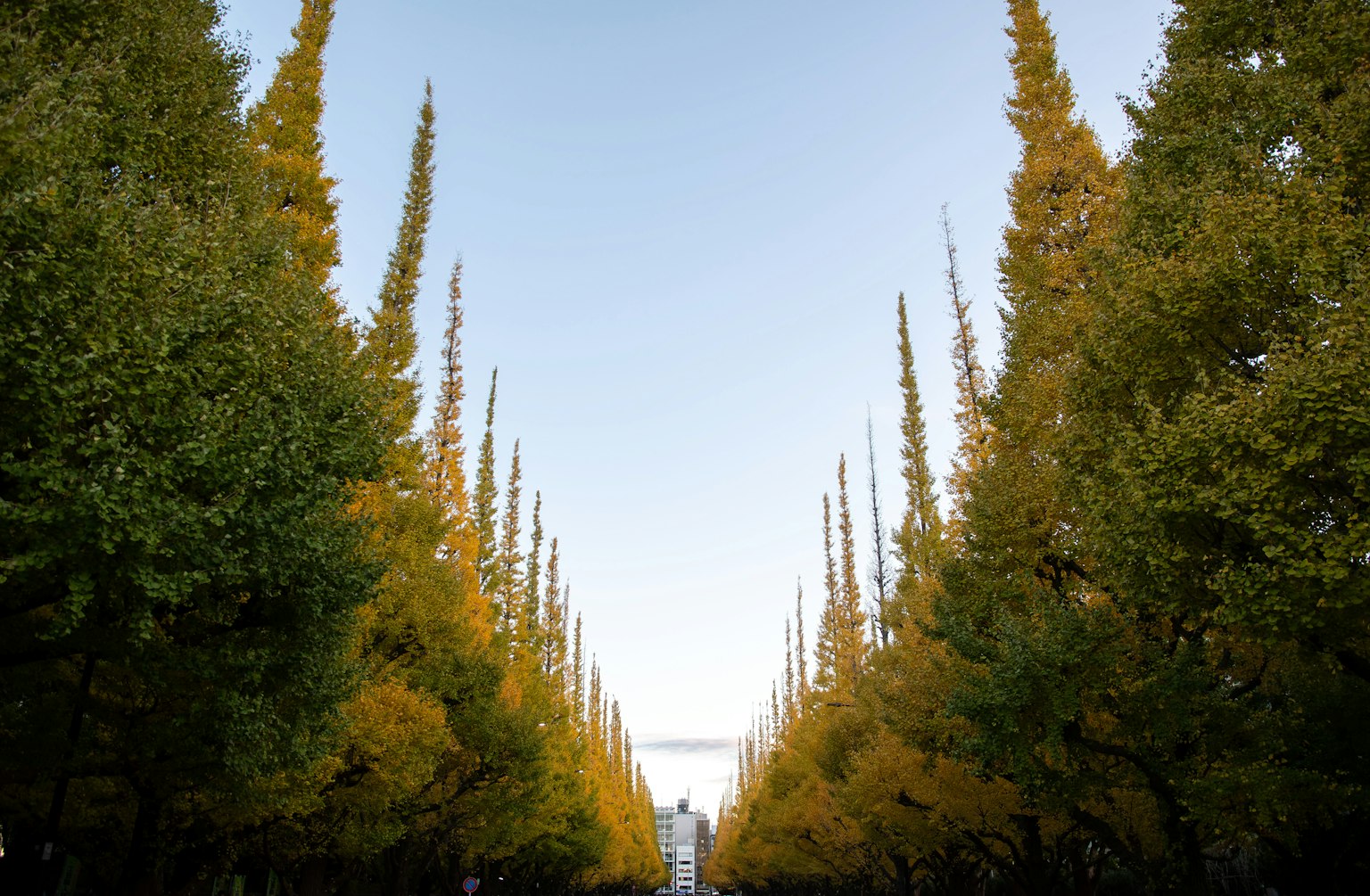 Eine malerische Allee mit hohen Bäumen in herbstlichen Farben