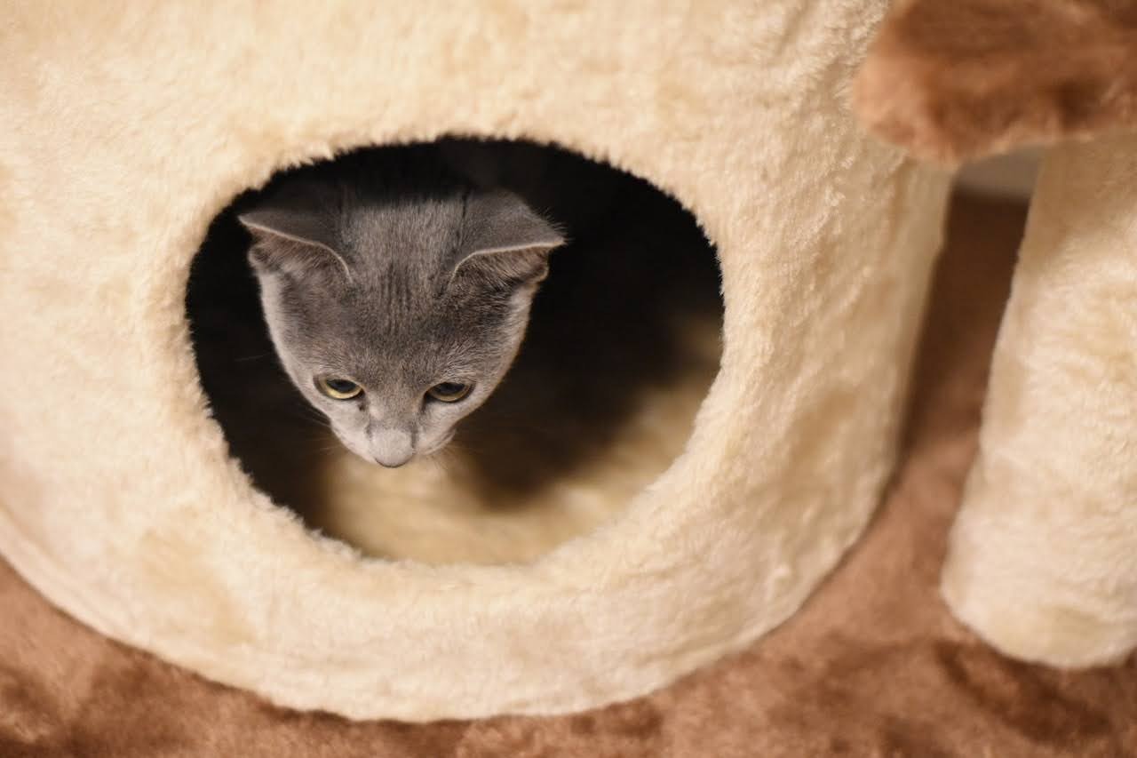 Kucing mengintip dari lubang bulat di tempat tidur yang nyaman