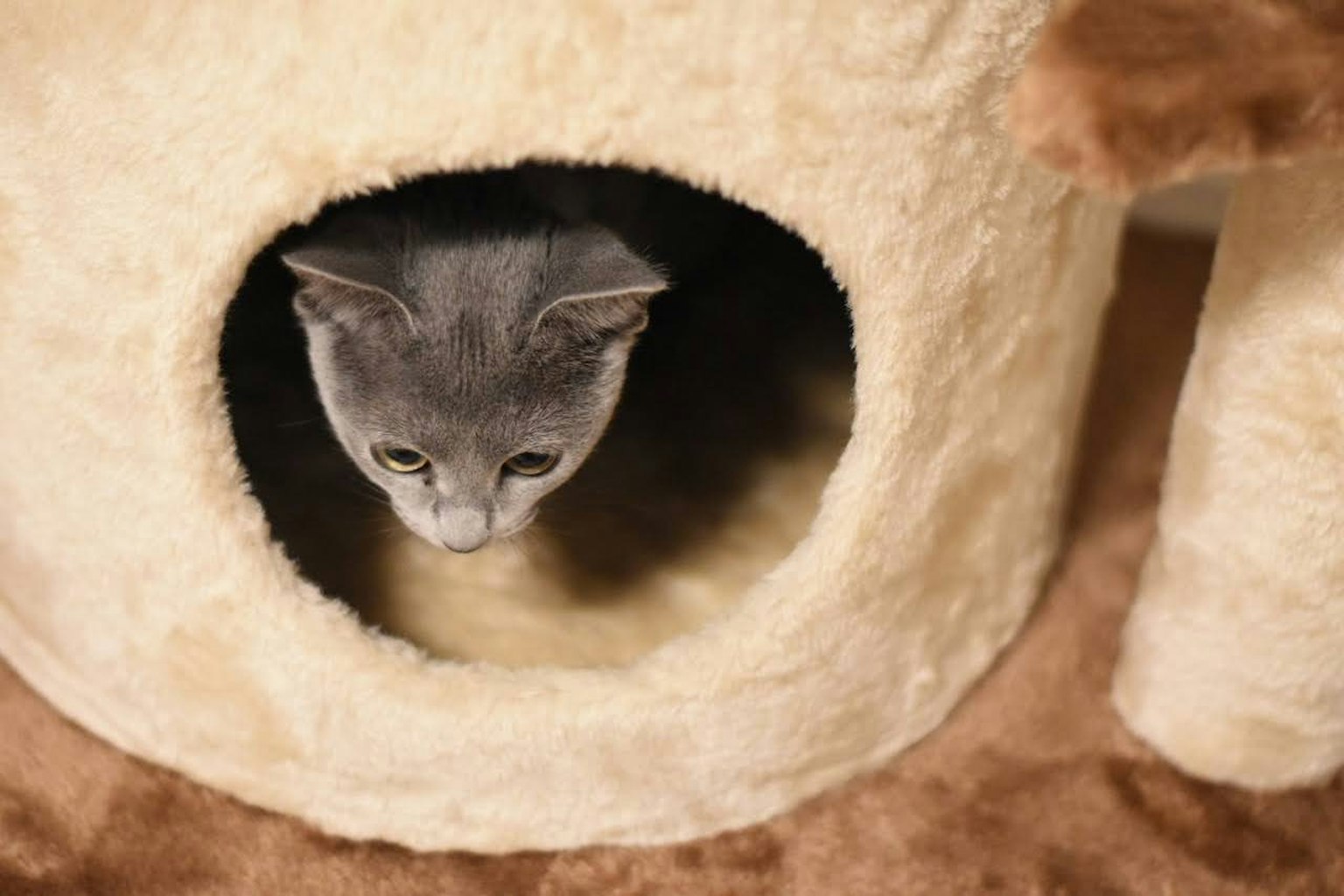 灰色猫从软猫塔的洞口窥视