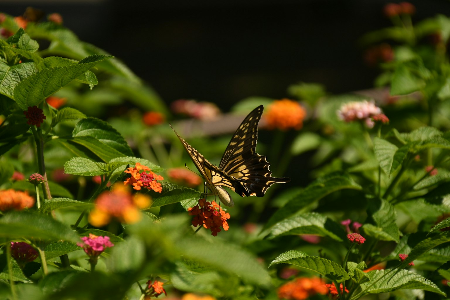 Un papillon vibrant volant parmi des fleurs colorées
